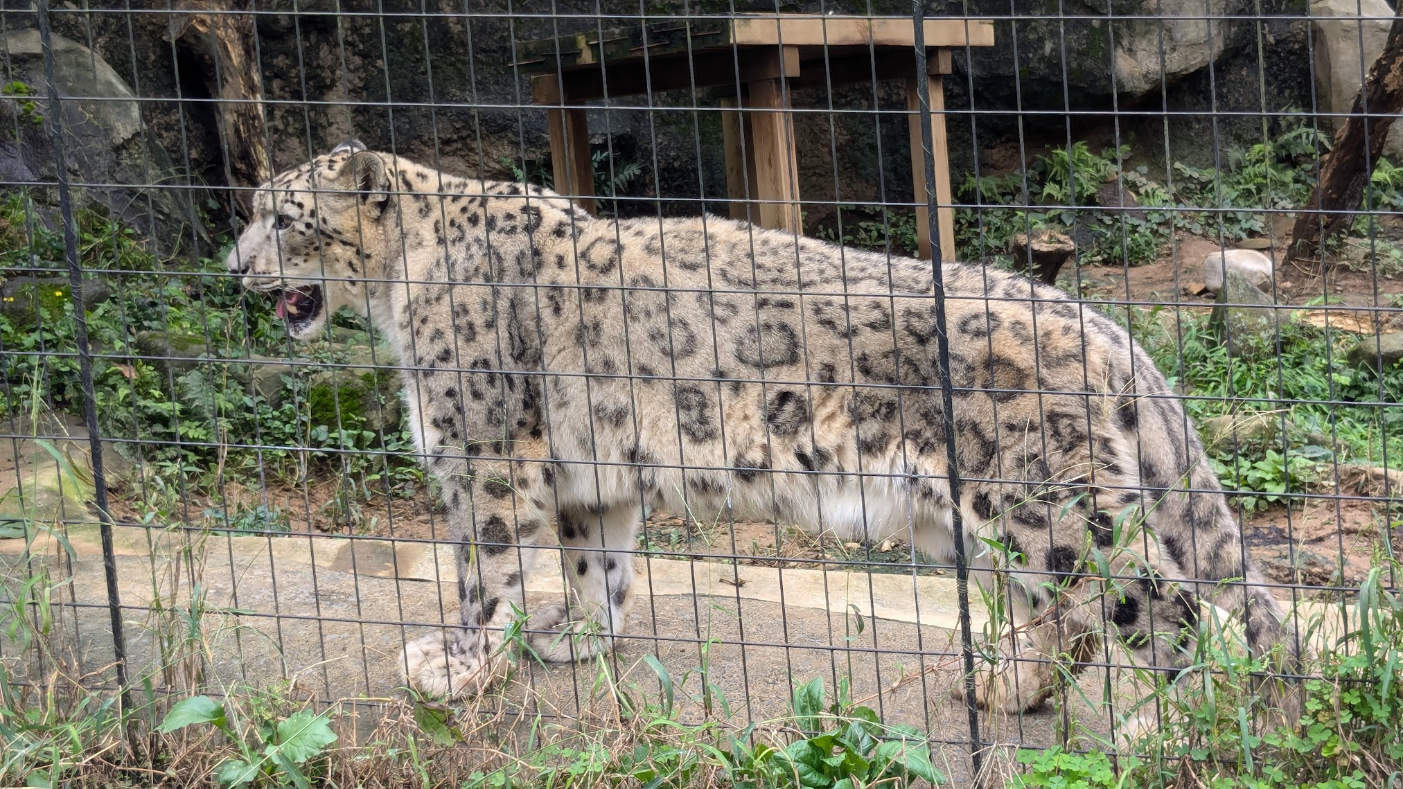 ユキヒョウ / 撮影地: 多摩動物公園の写真
