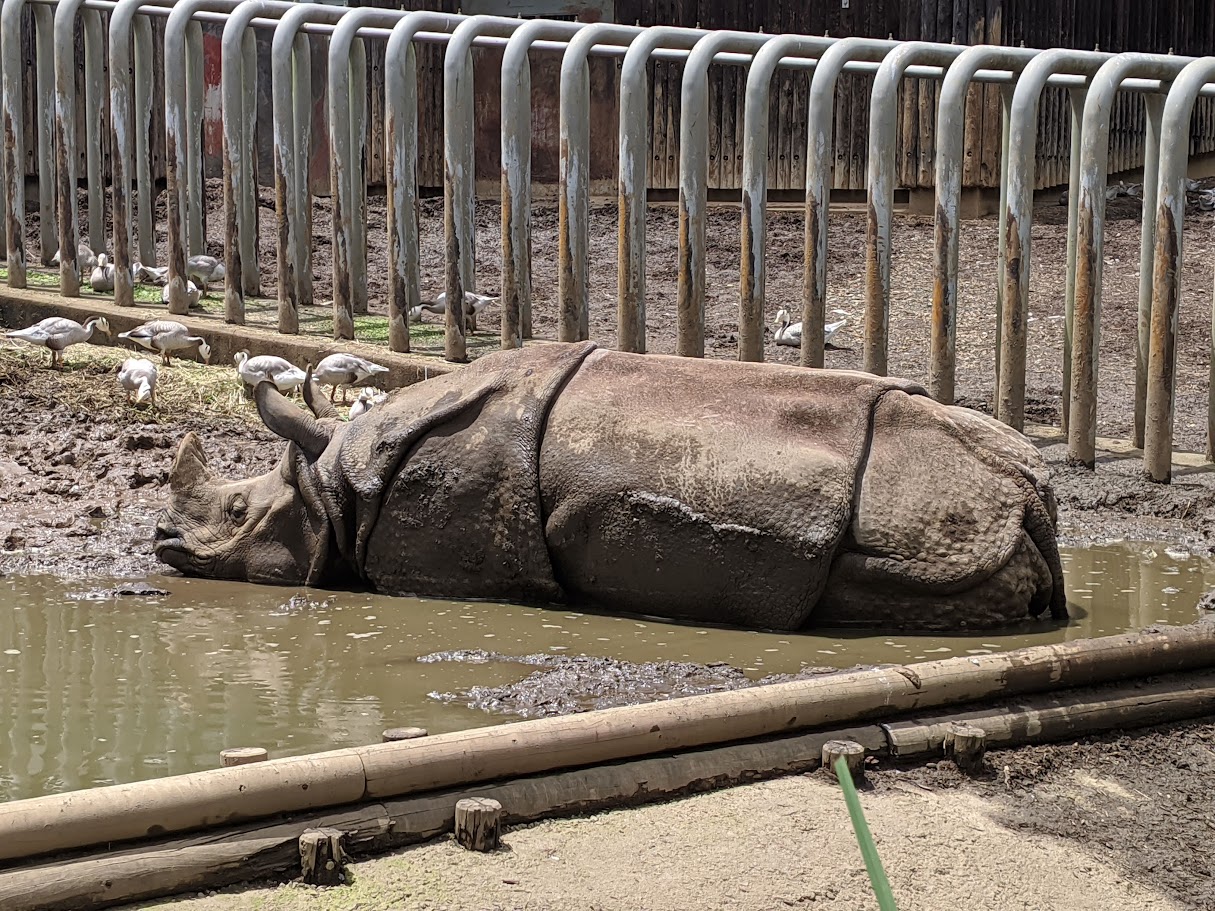 インドサイ / 撮影地: 多摩動物公園の写真