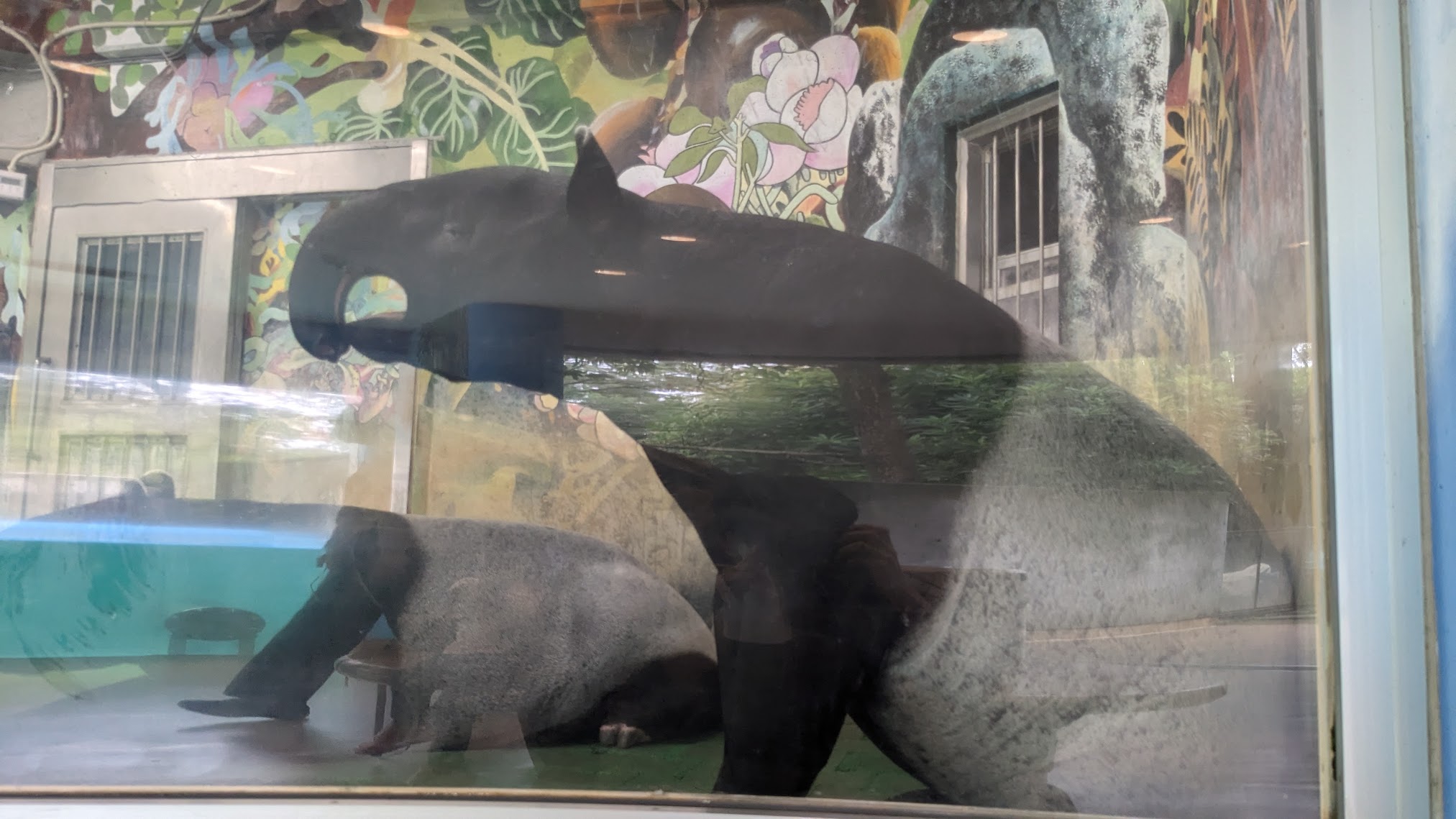 マレーバク / 撮影地: 多摩動物公園の写真