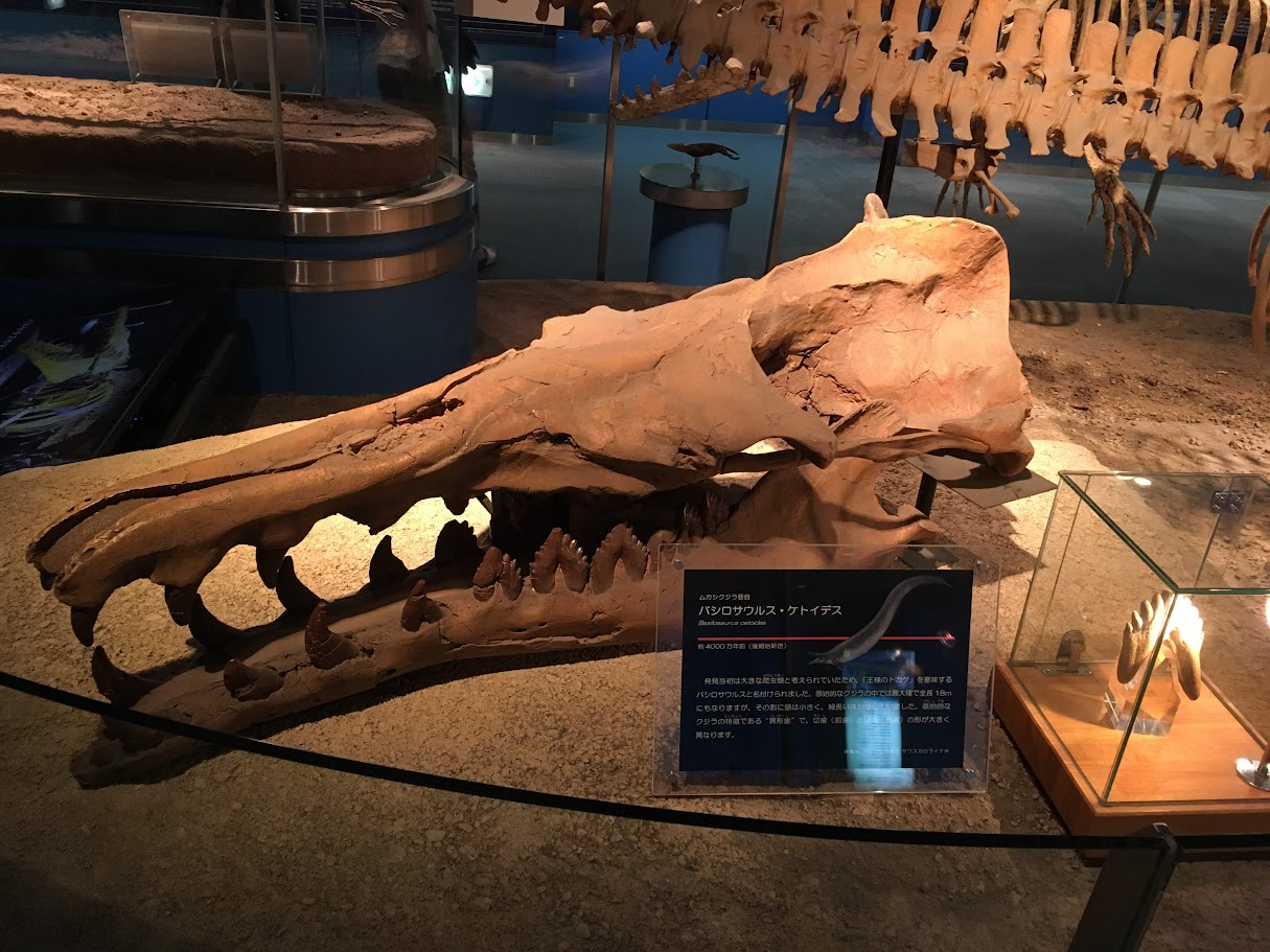 バシロサウルス / 撮影地: 名古屋港水族館の写真