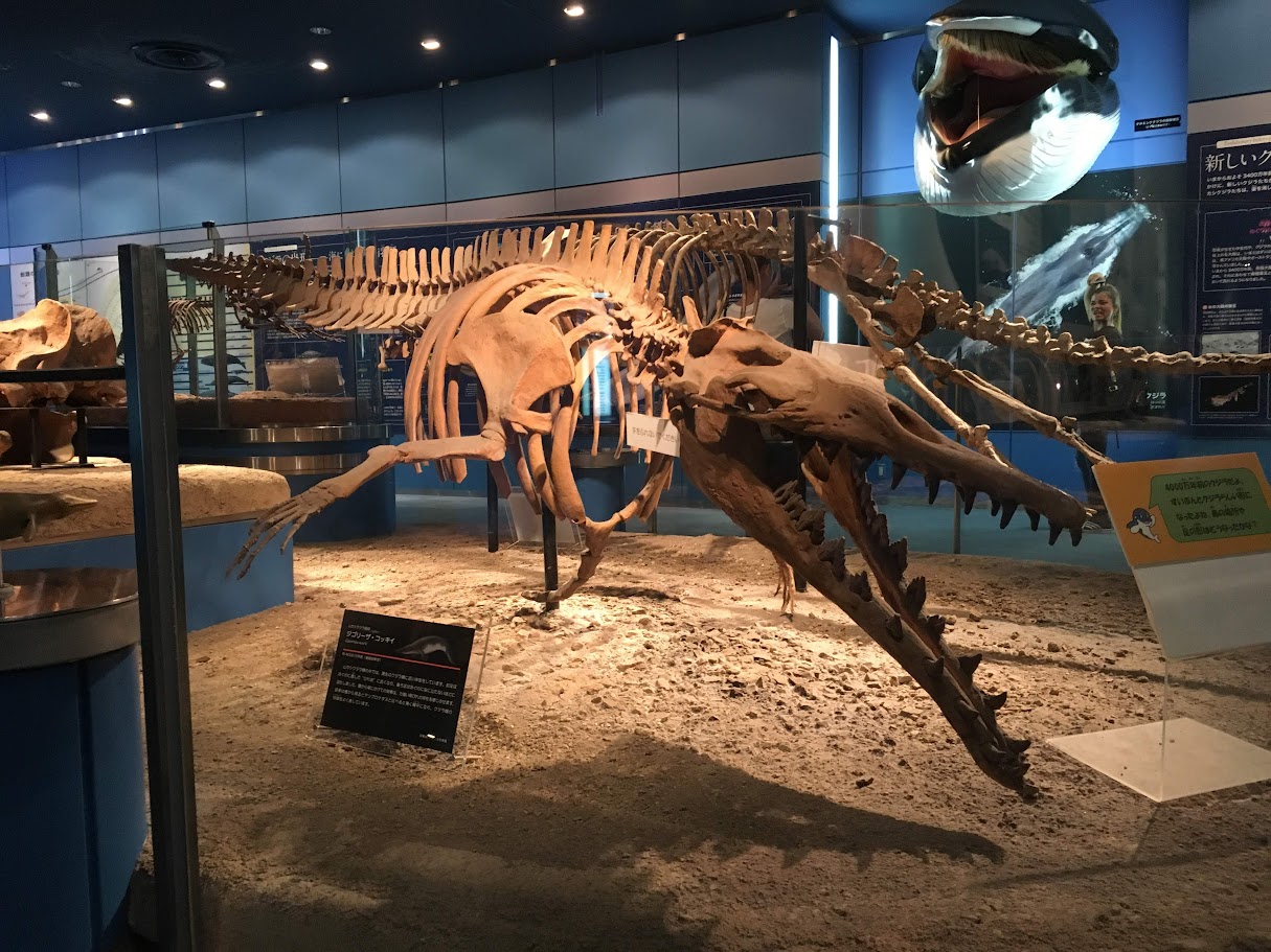 ジゴリーザ / 撮影地: 名古屋港水族館の写真