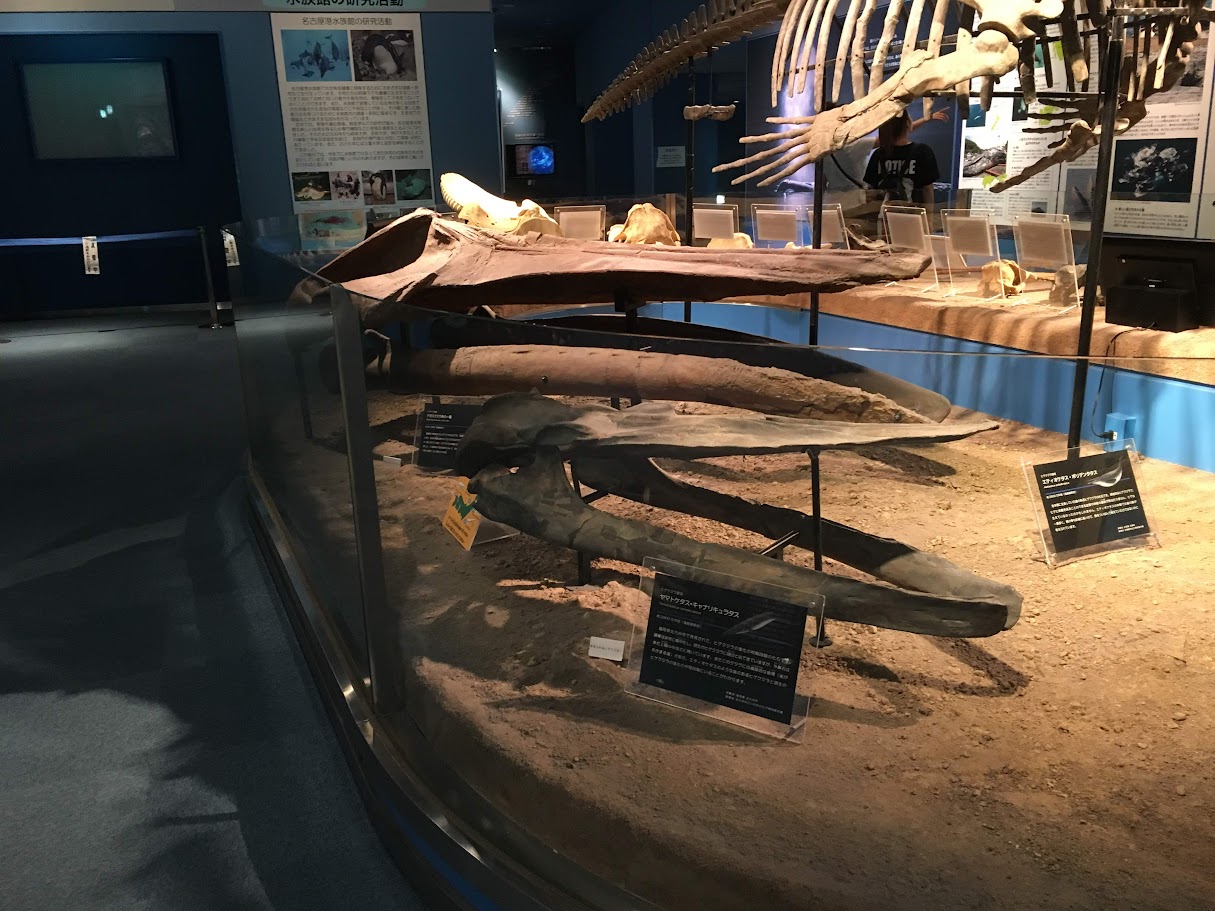 ヤマトケタス / 撮影地: 名古屋港水族館の写真