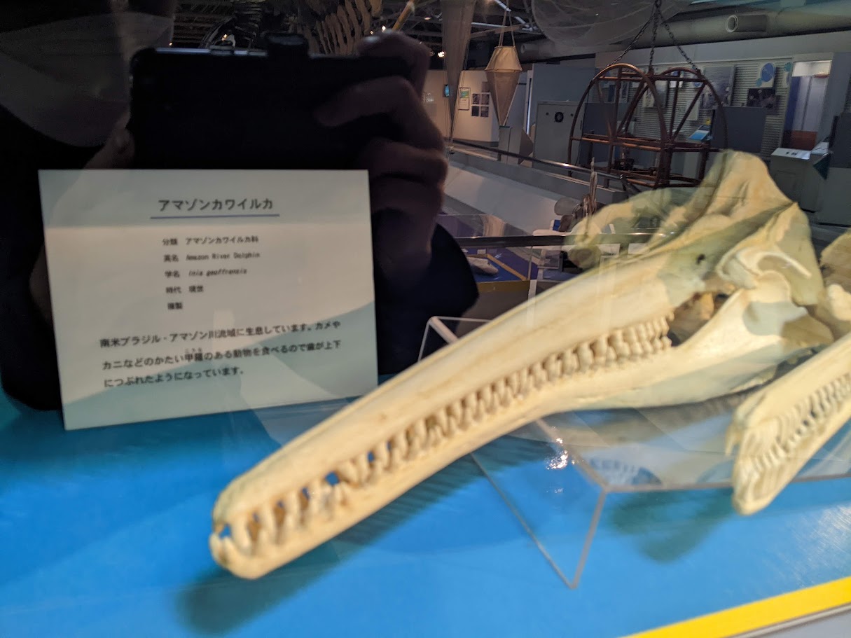 アマゾンカワイルカ / 撮影地: 東海大学海洋科学博物館の写真