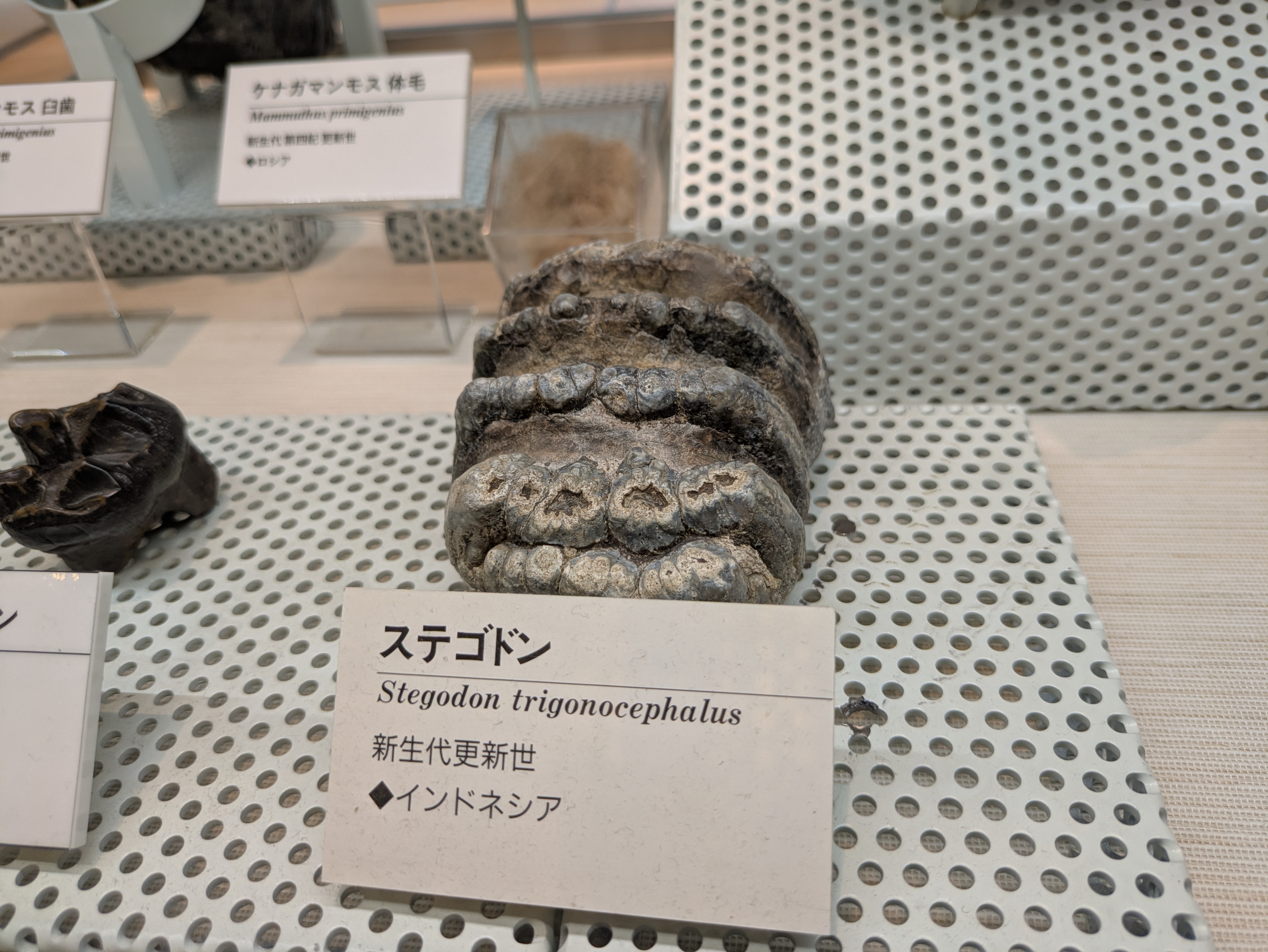 ステゴドン / 撮影地: ミュージアムパーク 茨城県自然博物館の写真