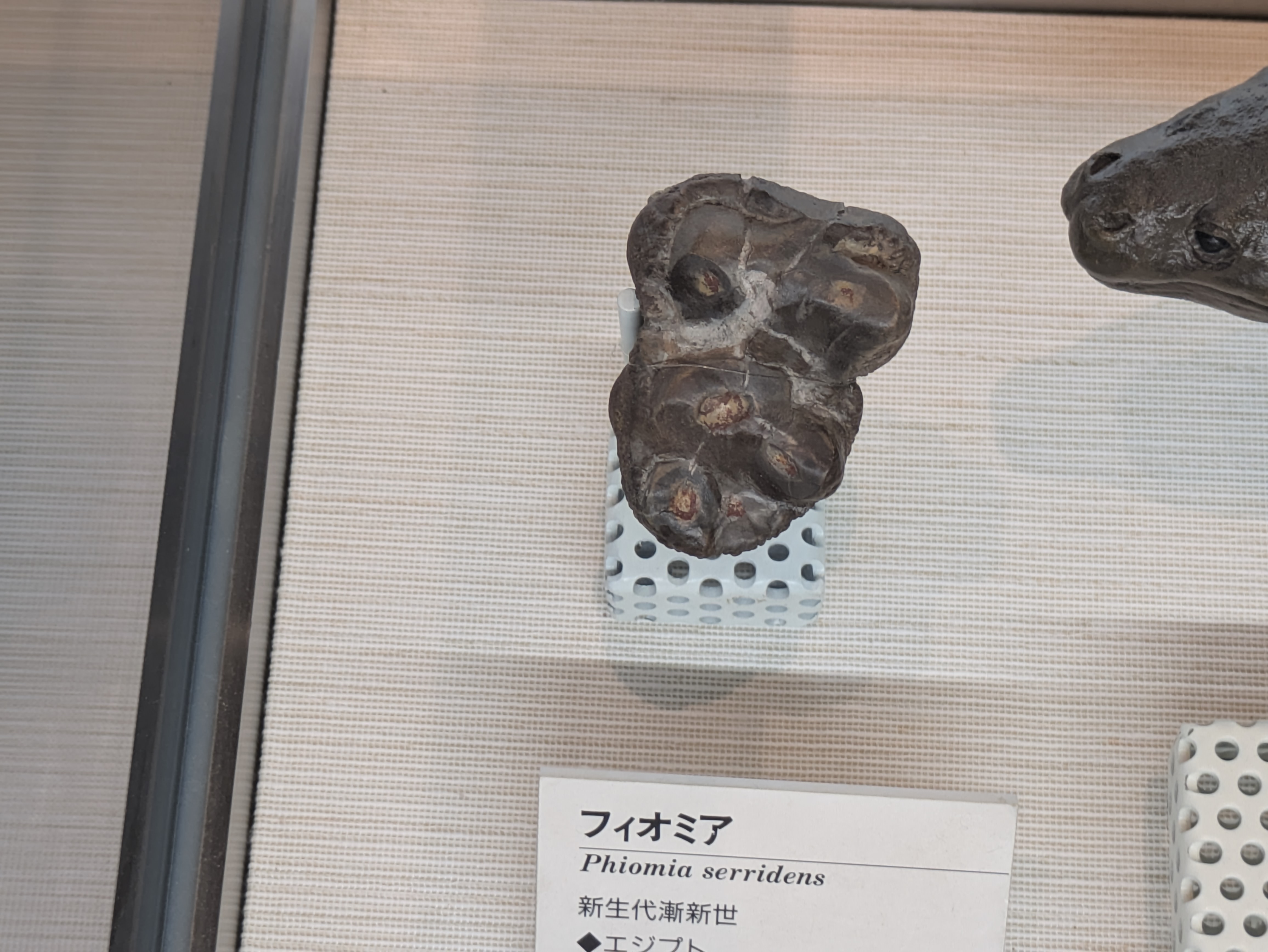 フィオミア / 撮影地: ミュージアムパーク 茨城県自然博物館の写真