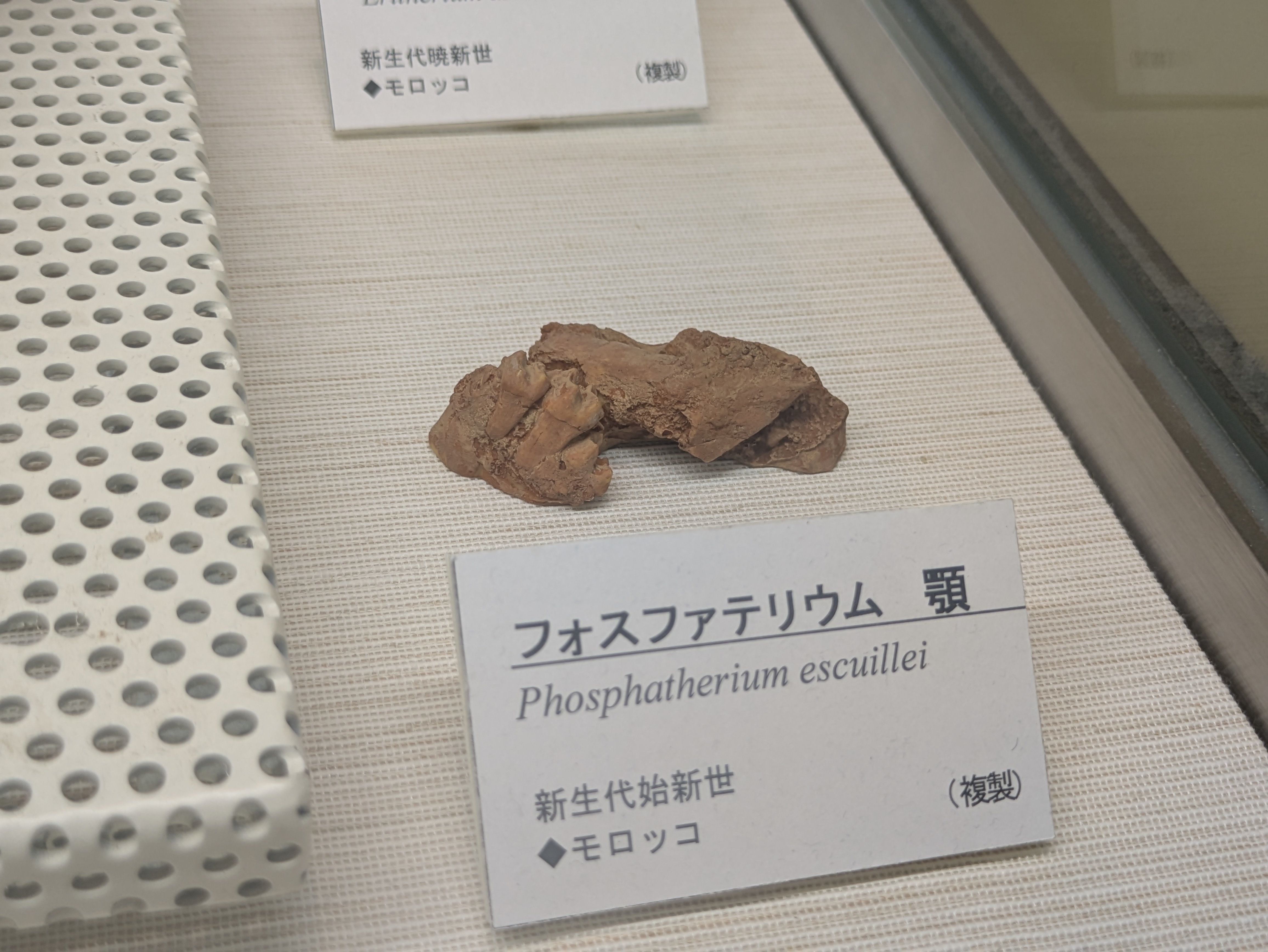 フォスファテリウム / 撮影地: ミュージアムパーク 茨城県自然博物館の写真