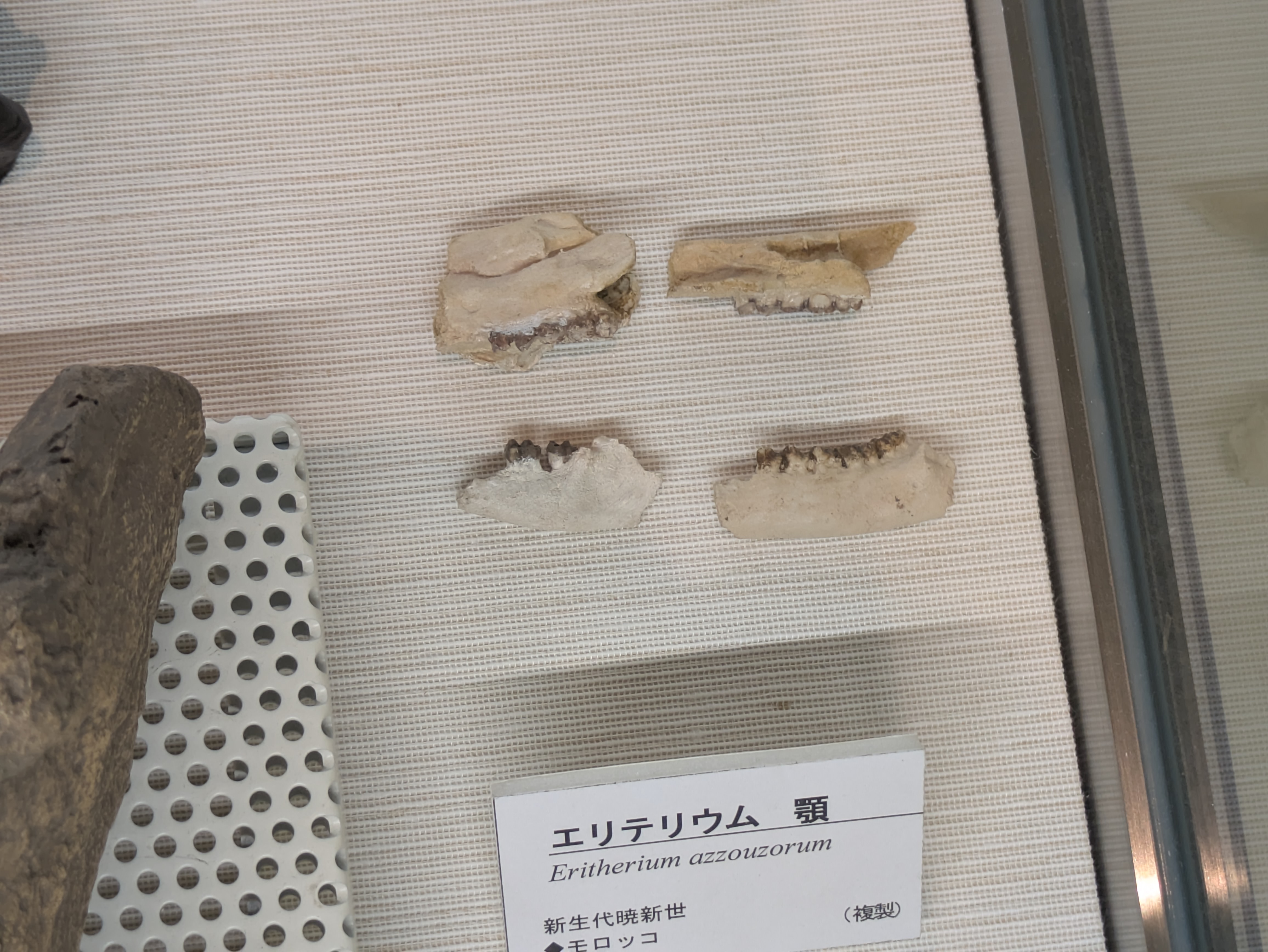 エリテリウム / 撮影地: ミュージアムパーク 茨城県自然博物館の写真
