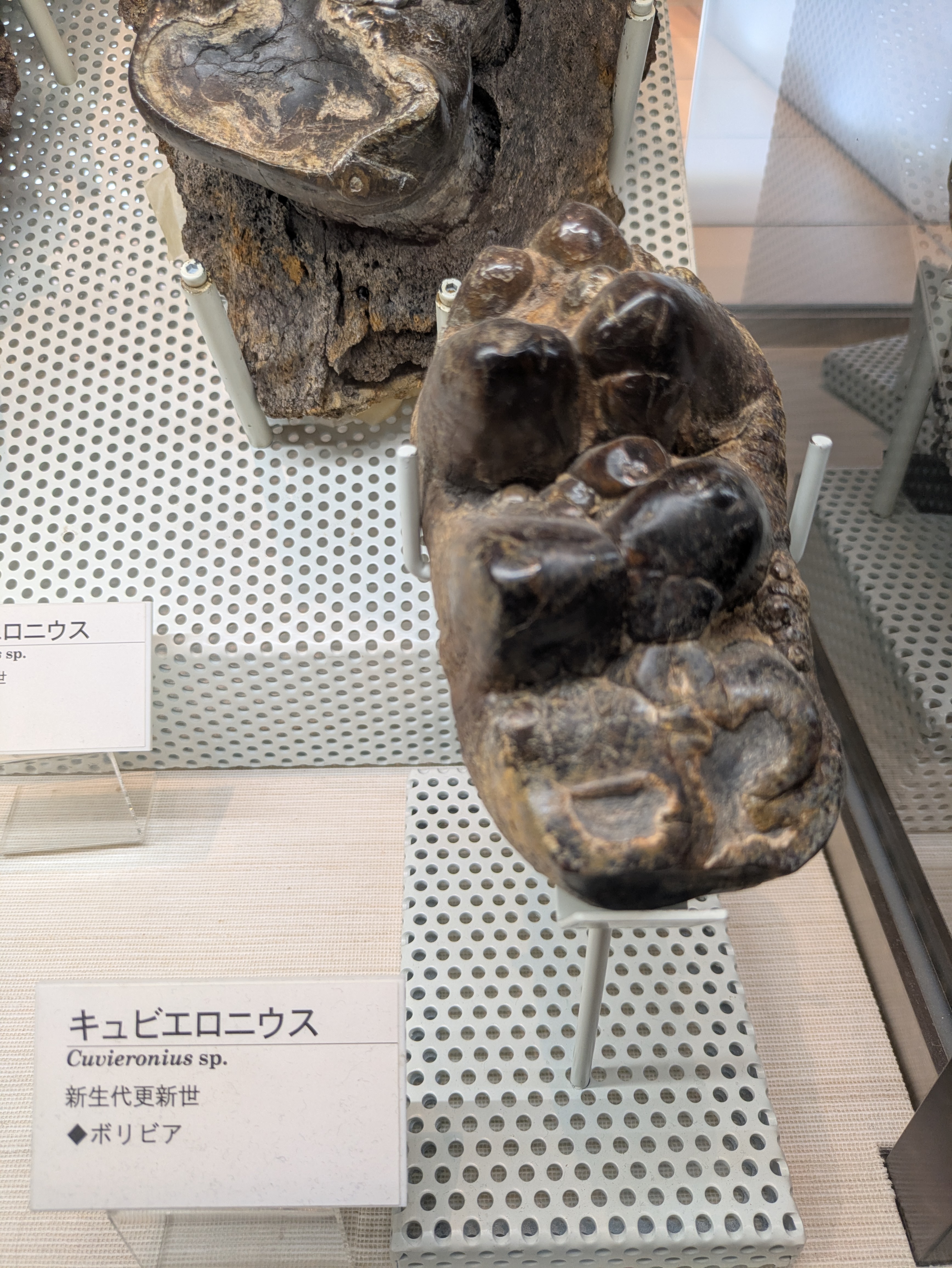 キュビエロニウス / 撮影地: ミュージアムパーク 茨城県自然博物館の写真