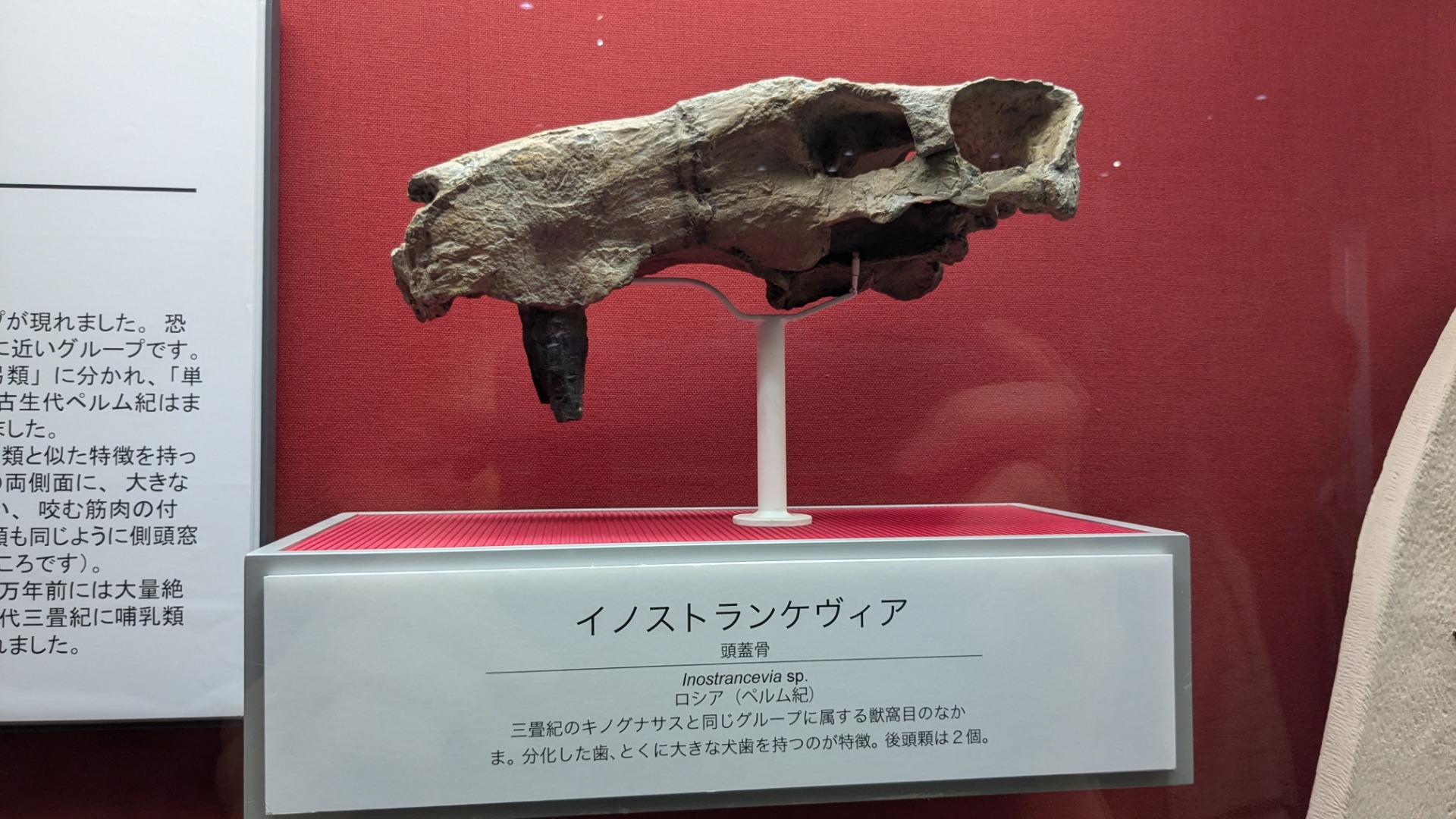 イノストランケヴィア / 撮影地: 大阪市立自然史博物館の写真