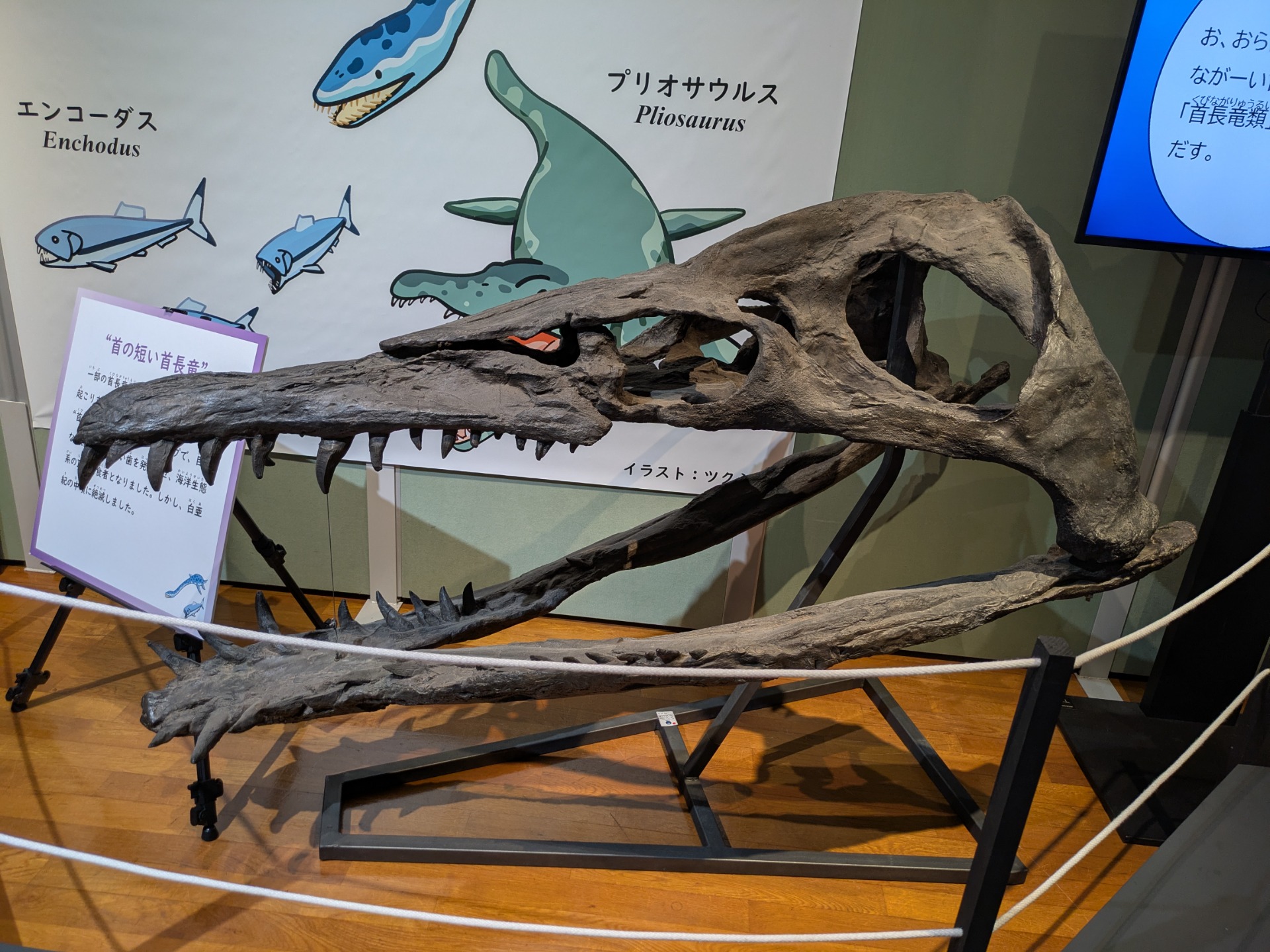 プリオサウルス / 撮影地: ミュージアムパーク 茨城県自然博物館 / イベント: 恐竜とともに生きた生物たち～ぼくらは脇役じゃない～の写真