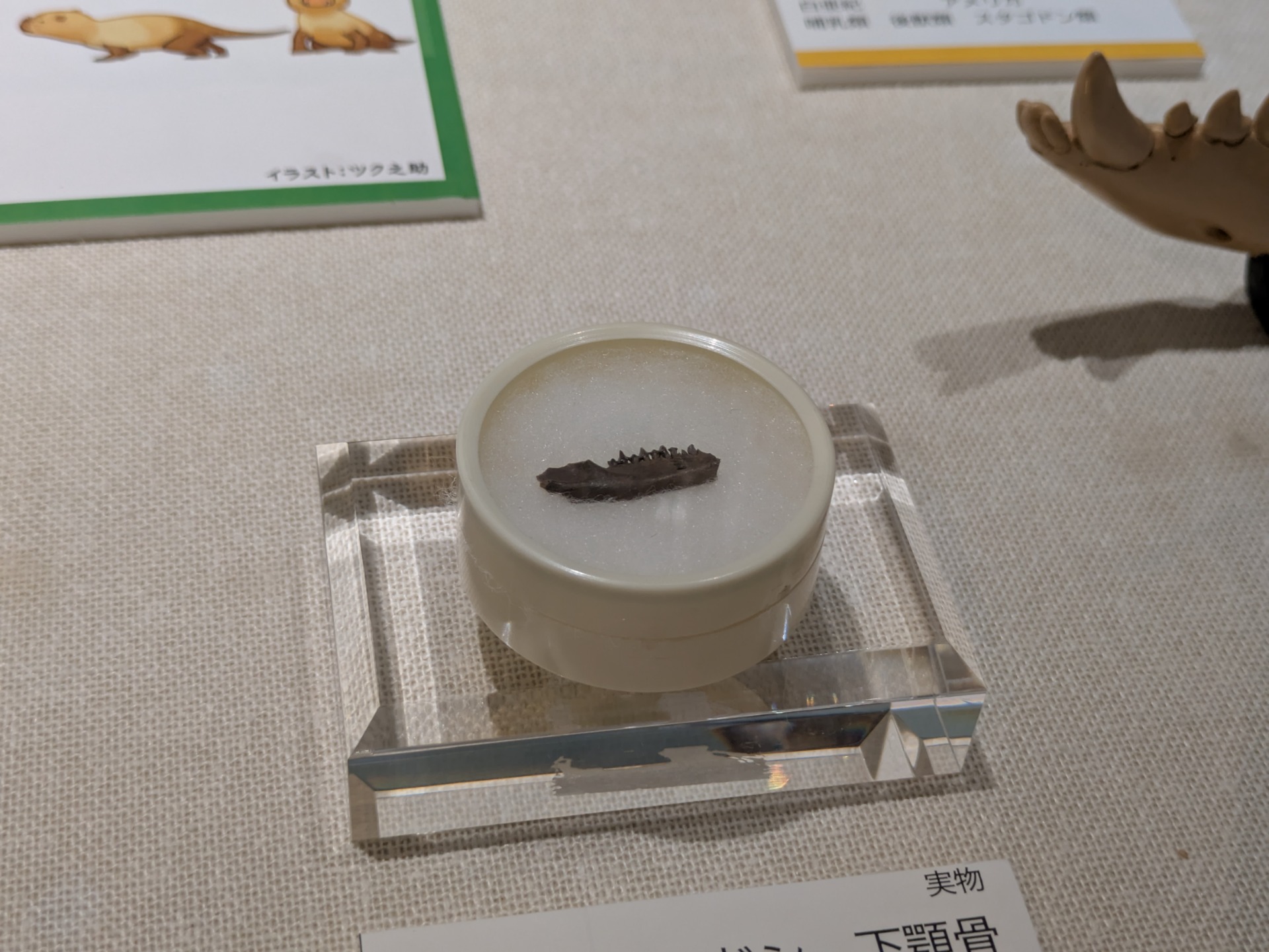 ディデルフォドン / 撮影地: ミュージアムパーク 茨城県自然博物館 / イベント: 恐竜とともに生きた生物たち～ぼくらは脇役じゃない～の写真