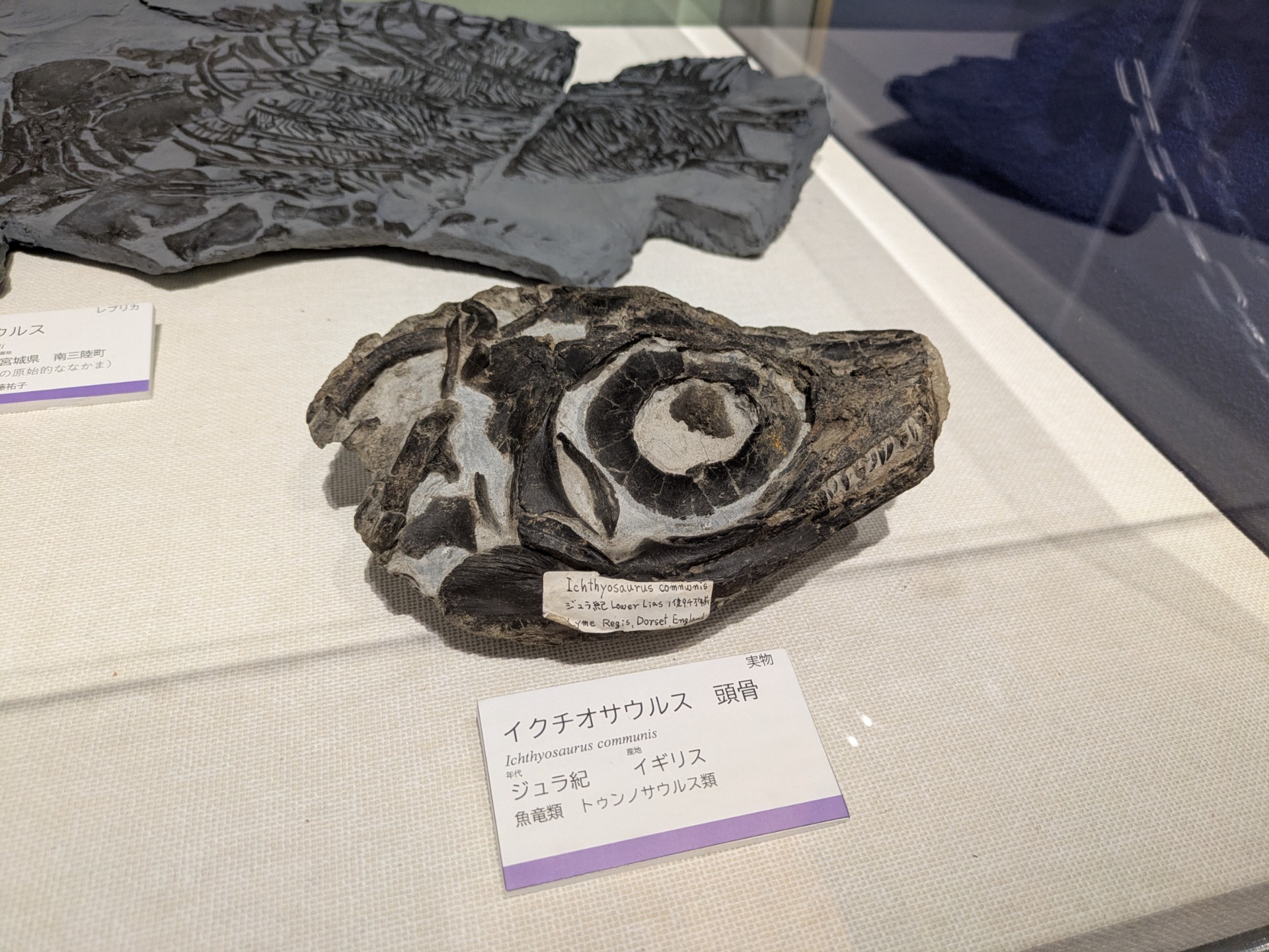 イクチオサウルス / 撮影地: ミュージアムパーク 茨城県自然博物館 / イベント: 恐竜とともに生きた生物たち～ぼくらは脇役じゃない～の写真
