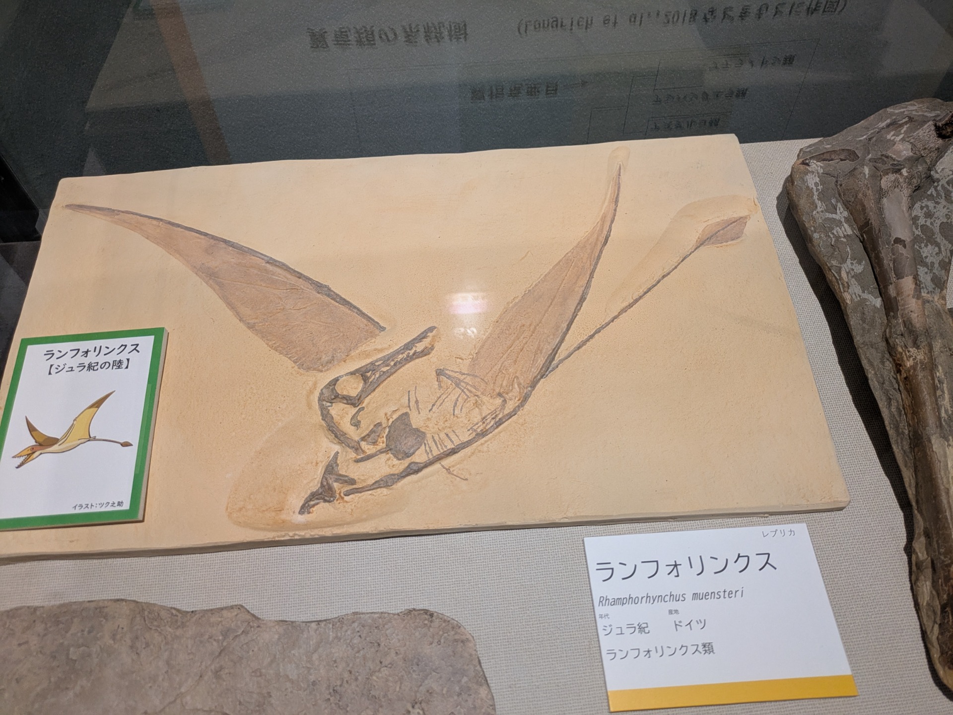 ランフォリンクス / 撮影地: ミュージアムパーク 茨城県自然博物館 / イベント: 恐竜とともに生きた生物たち～ぼくらは脇役じゃない～の写真