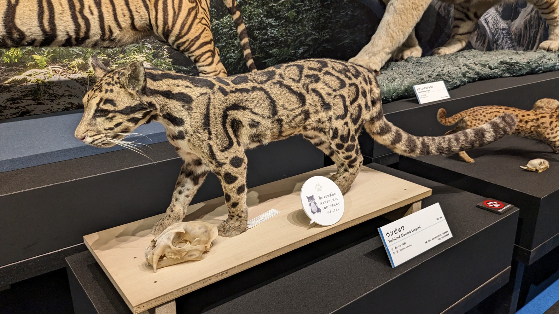 ウンピョウ / イベント: 「ネコ」～にゃんと！クールなハンターたち～の写真