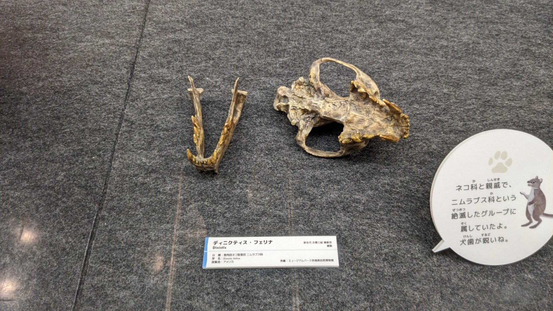 ディニクティス / イベント: 「ネコ」～にゃんと！クールなハンターたち～の写真