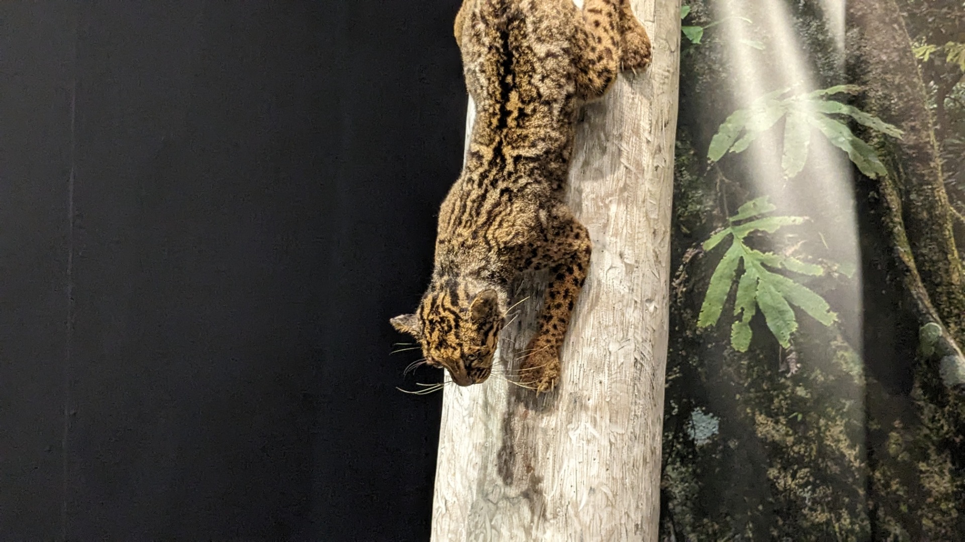マーブルキャット / イベント: 「ネコ」～にゃんと！クールなハンターたち～の写真