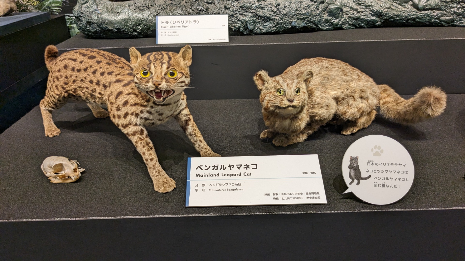 ベンガルヤマネコ / イベント: 「ネコ」～にゃんと！クールなハンターたち～の写真
