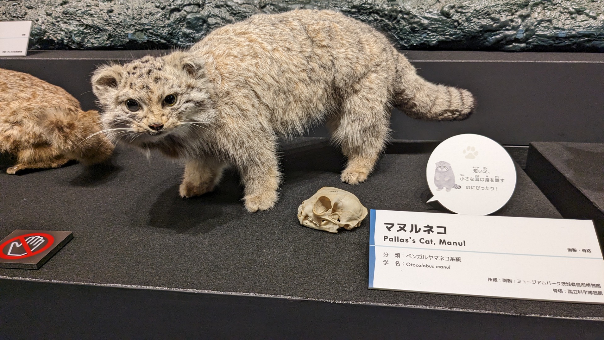 マヌルネコ / イベント: 「ネコ」～にゃんと！クールなハンターたち～の写真