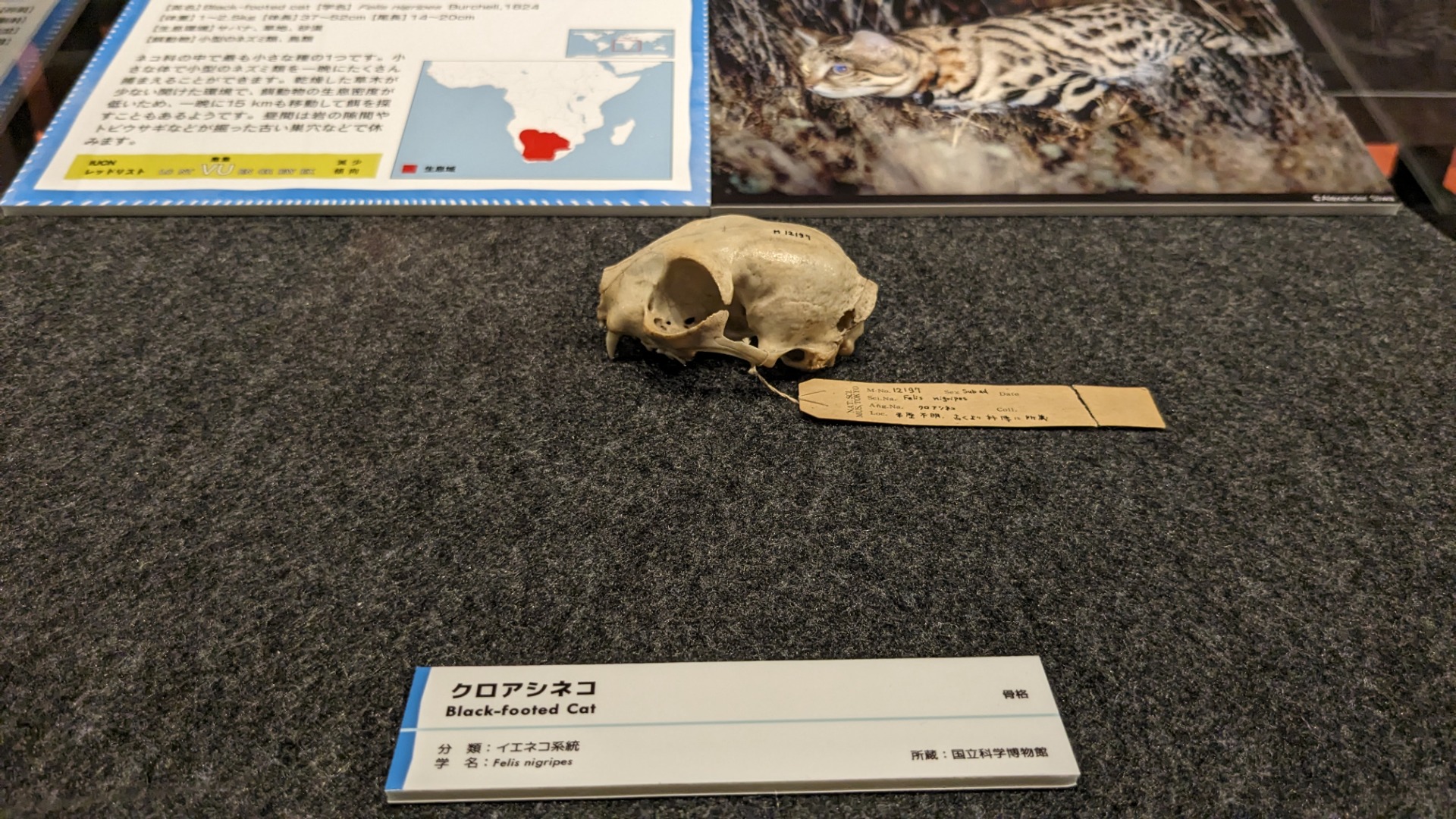 クロアシネコ / イベント: 「ネコ」～にゃんと！クールなハンターたち～の写真