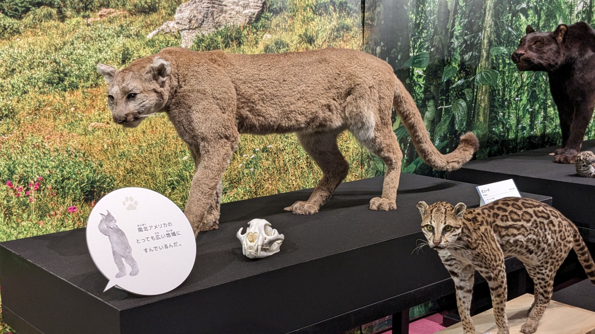 ピューマ / イベント: 「ネコ」～にゃんと！クールなハンターたち～の写真