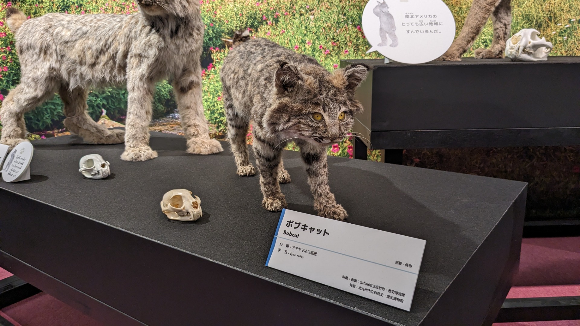 ボブキャット / イベント: 「ネコ」～にゃんと！クールなハンターたち～の写真