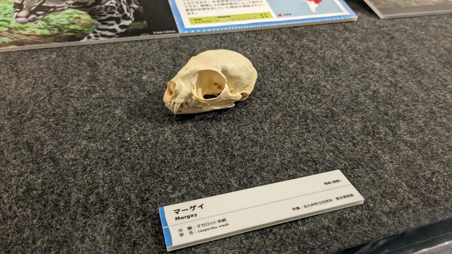 マーゲイ / イベント: 「ネコ」～にゃんと！クールなハンターたち～の写真