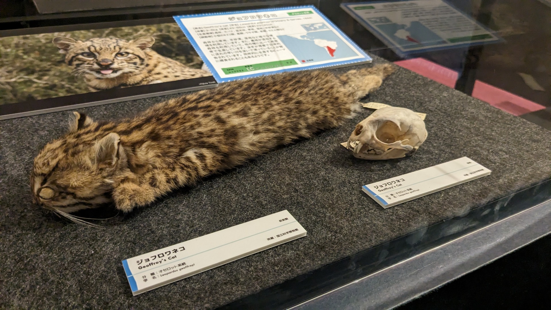 ジョフロワネコ / イベント: 「ネコ」～にゃんと！クールなハンターたち～の写真