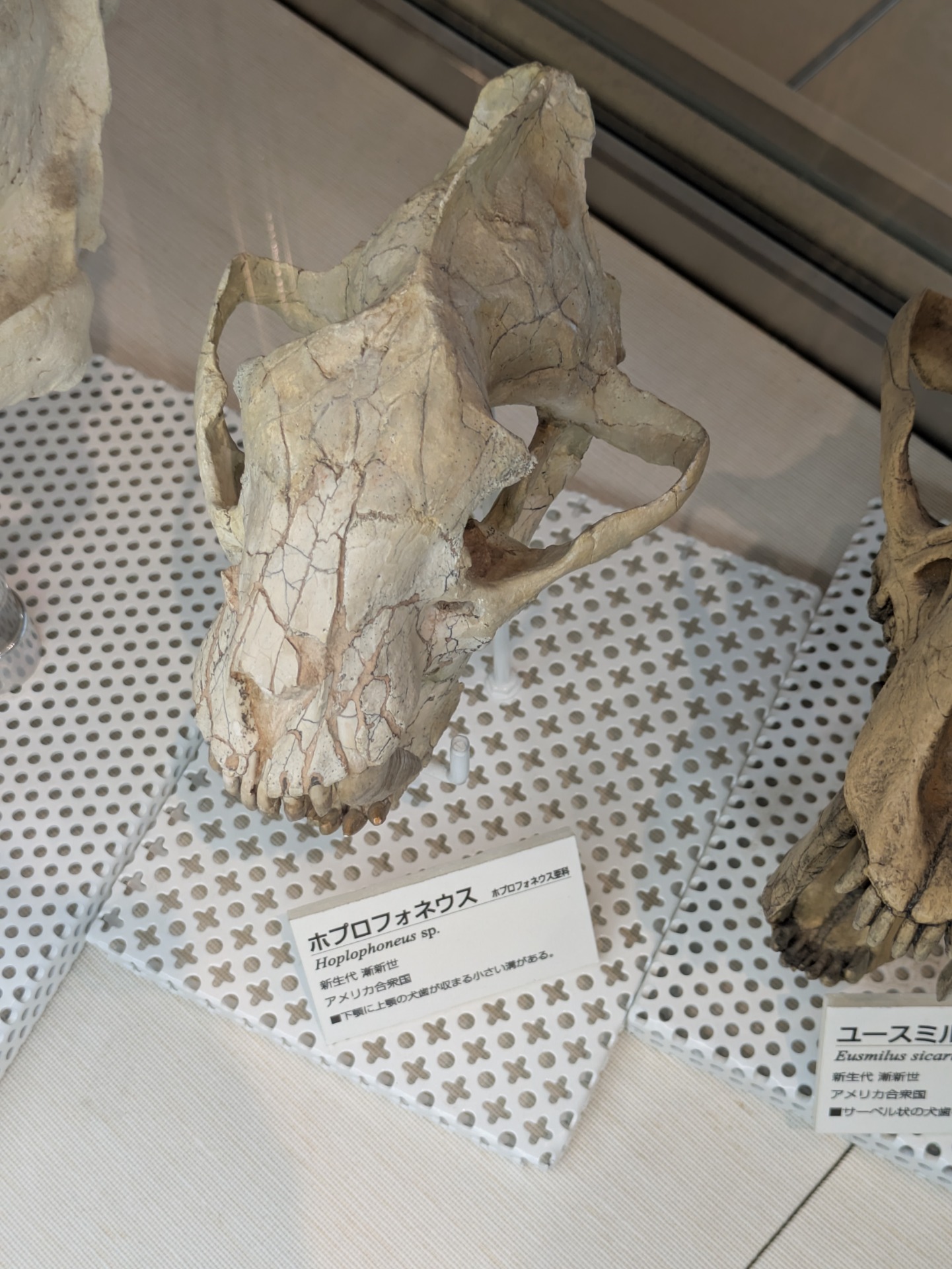 ホプロフォネウス / 撮影地: ミュージアムパーク 茨城県自然博物館の写真