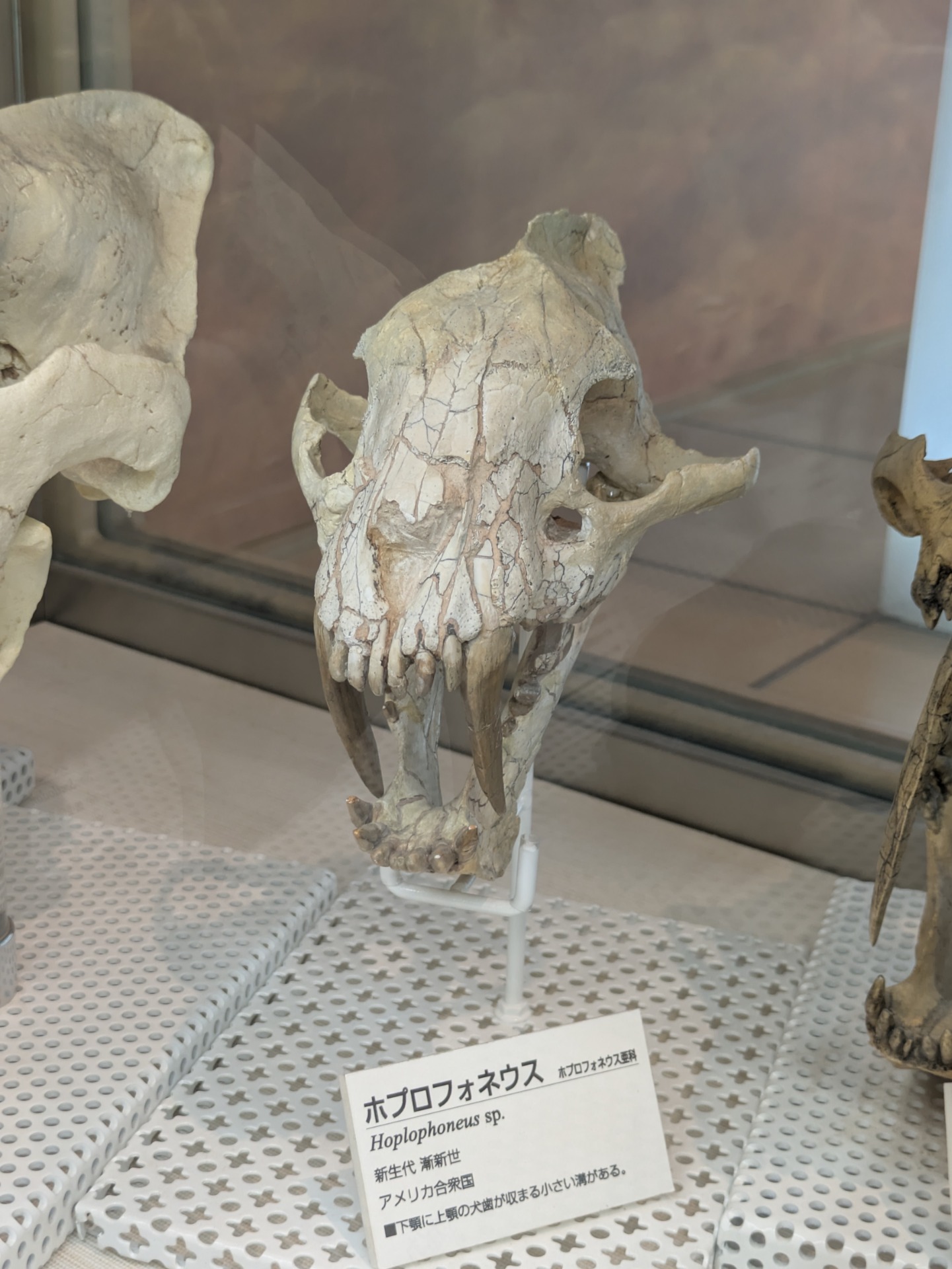 ホプロフォネウス / 撮影地: ミュージアムパーク 茨城県自然博物館の写真