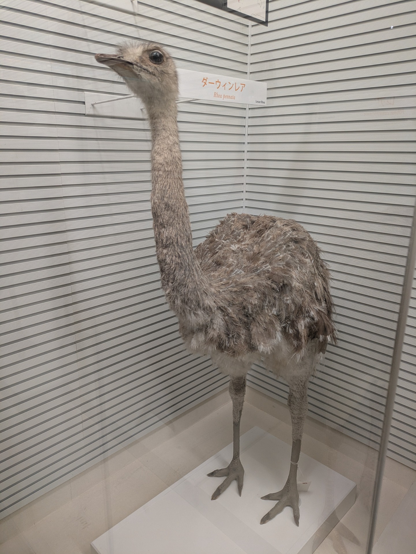 ダーウィンレア / 撮影地: 我孫子市鳥の博物館の写真