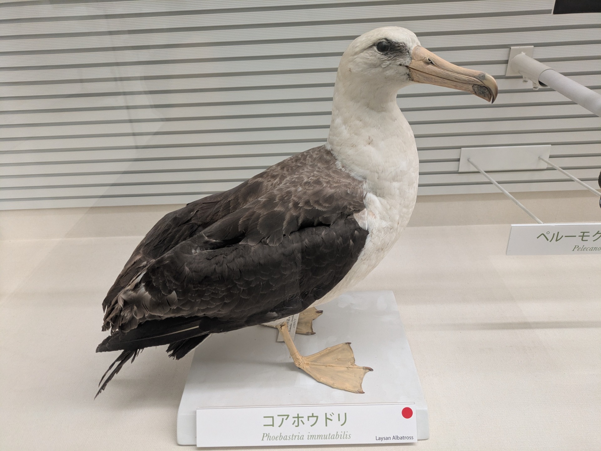 コアホウドリ / 撮影地: 我孫子市鳥の博物館の写真