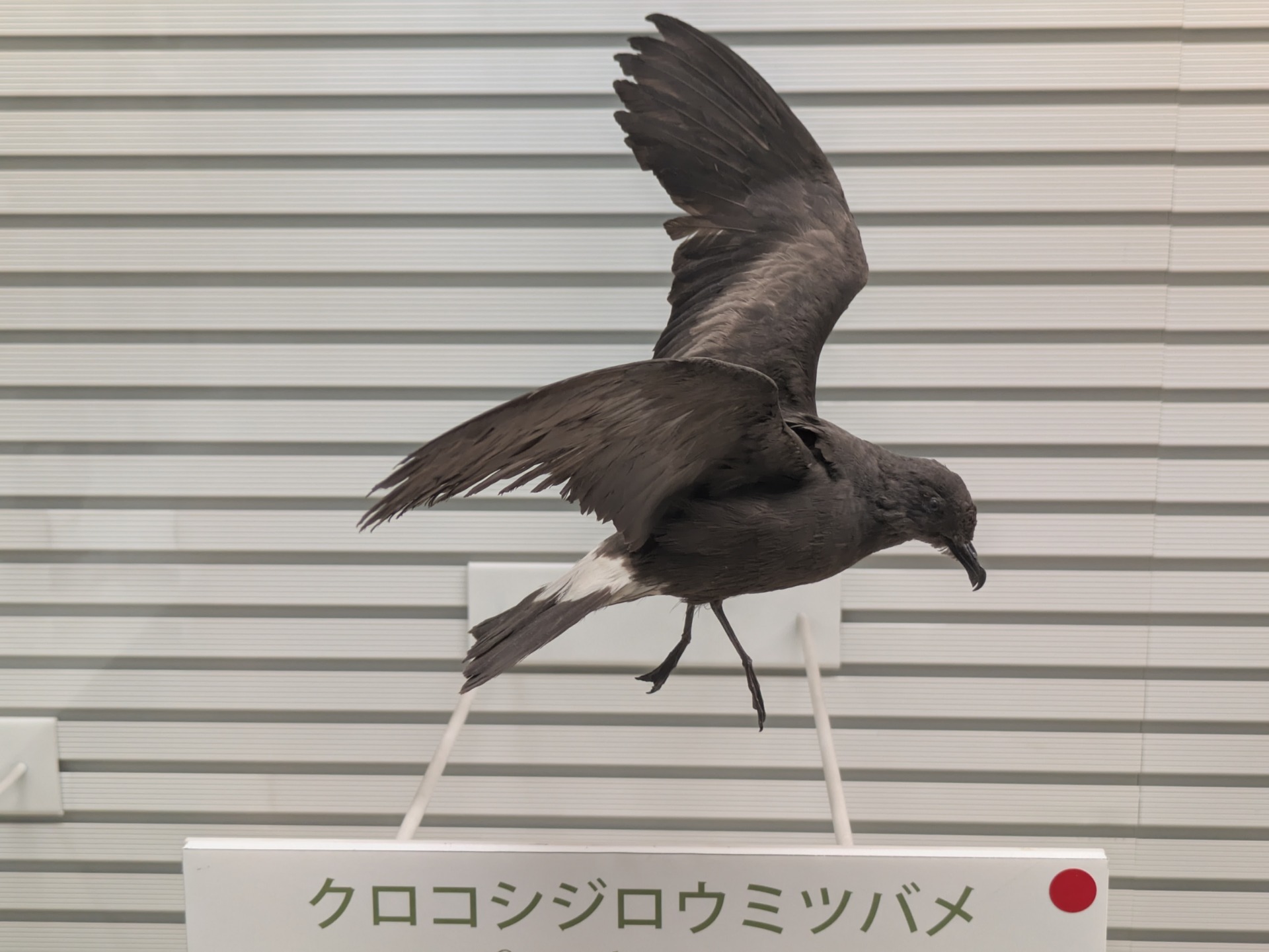 クロコシジロウミツバメ / 撮影地: 我孫子市鳥の博物館の写真