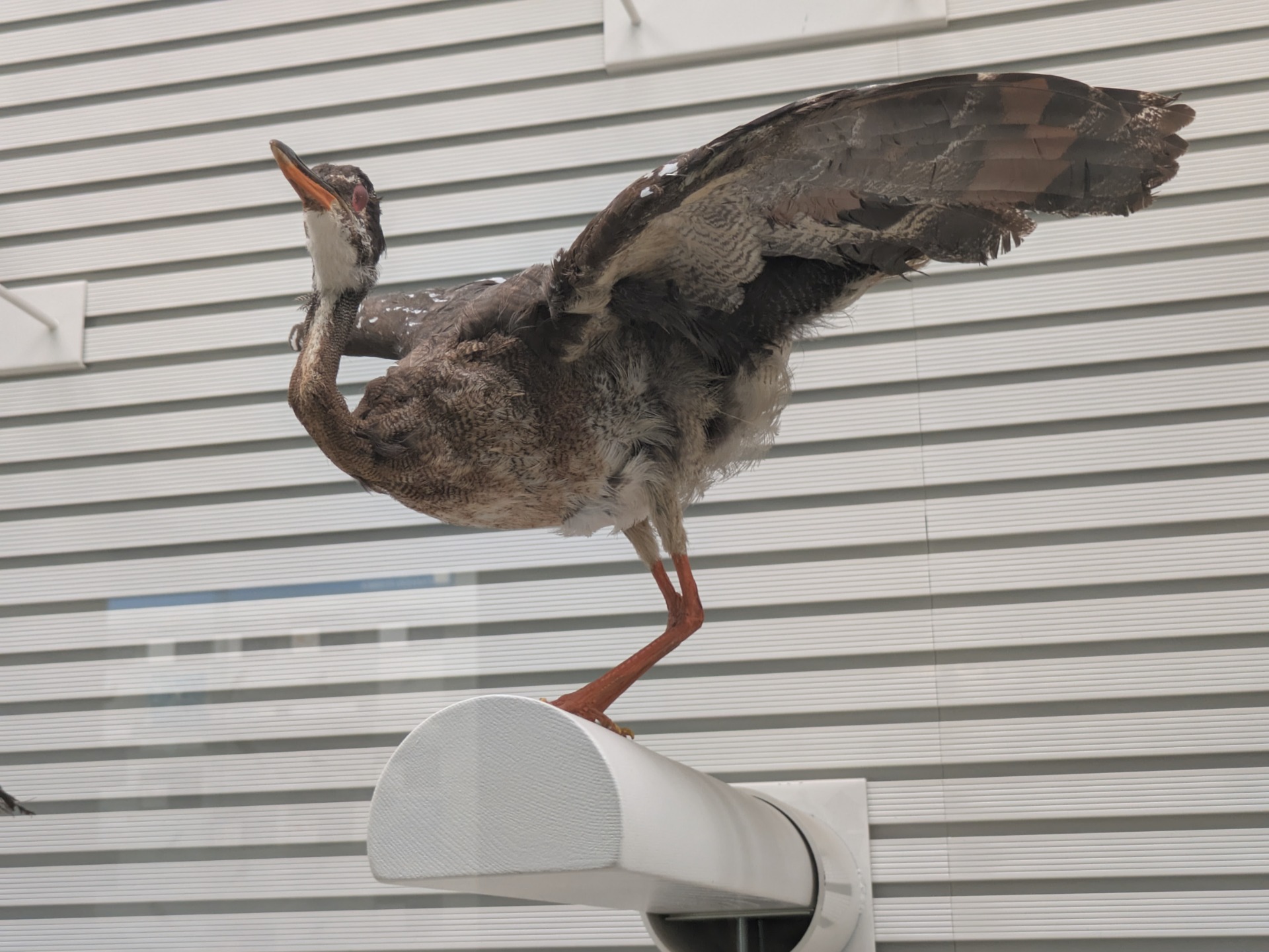 ジャノメドリ / 撮影地: 我孫子市鳥の博物館の写真
