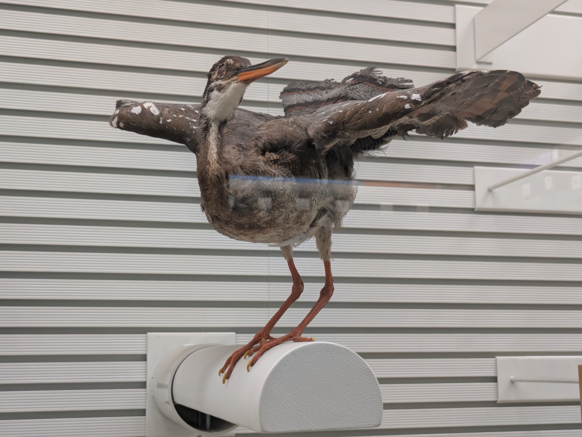 ジャノメドリ / 撮影地: 我孫子市鳥の博物館の写真