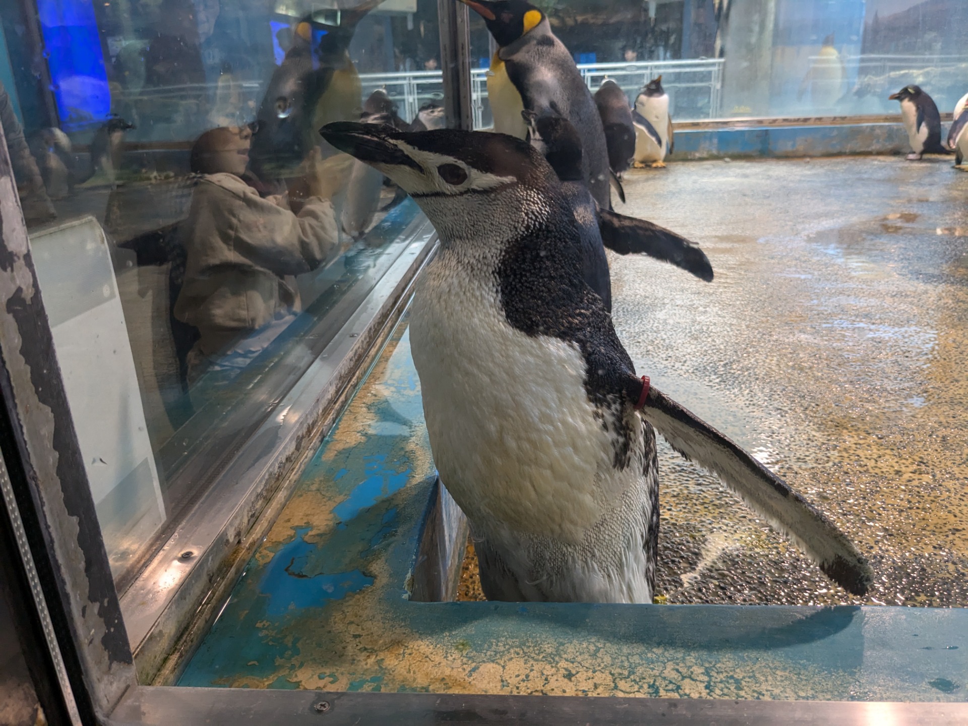ヒゲペンギン / 撮影地: 長崎ペンギン水族館の写真