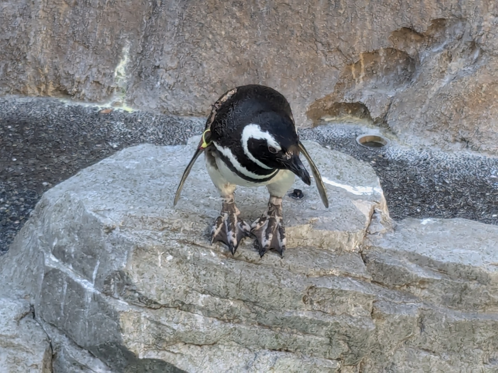マゼランペンギン / 撮影地: 長崎ペンギン水族館の写真