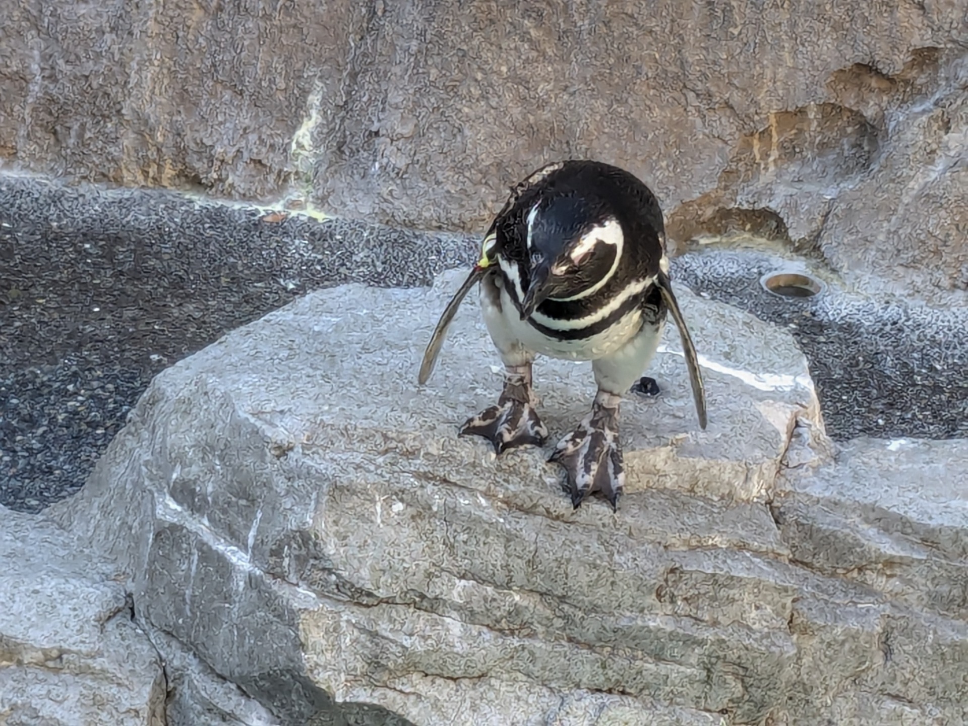 マゼランペンギン / 撮影地: 長崎ペンギン水族館の写真