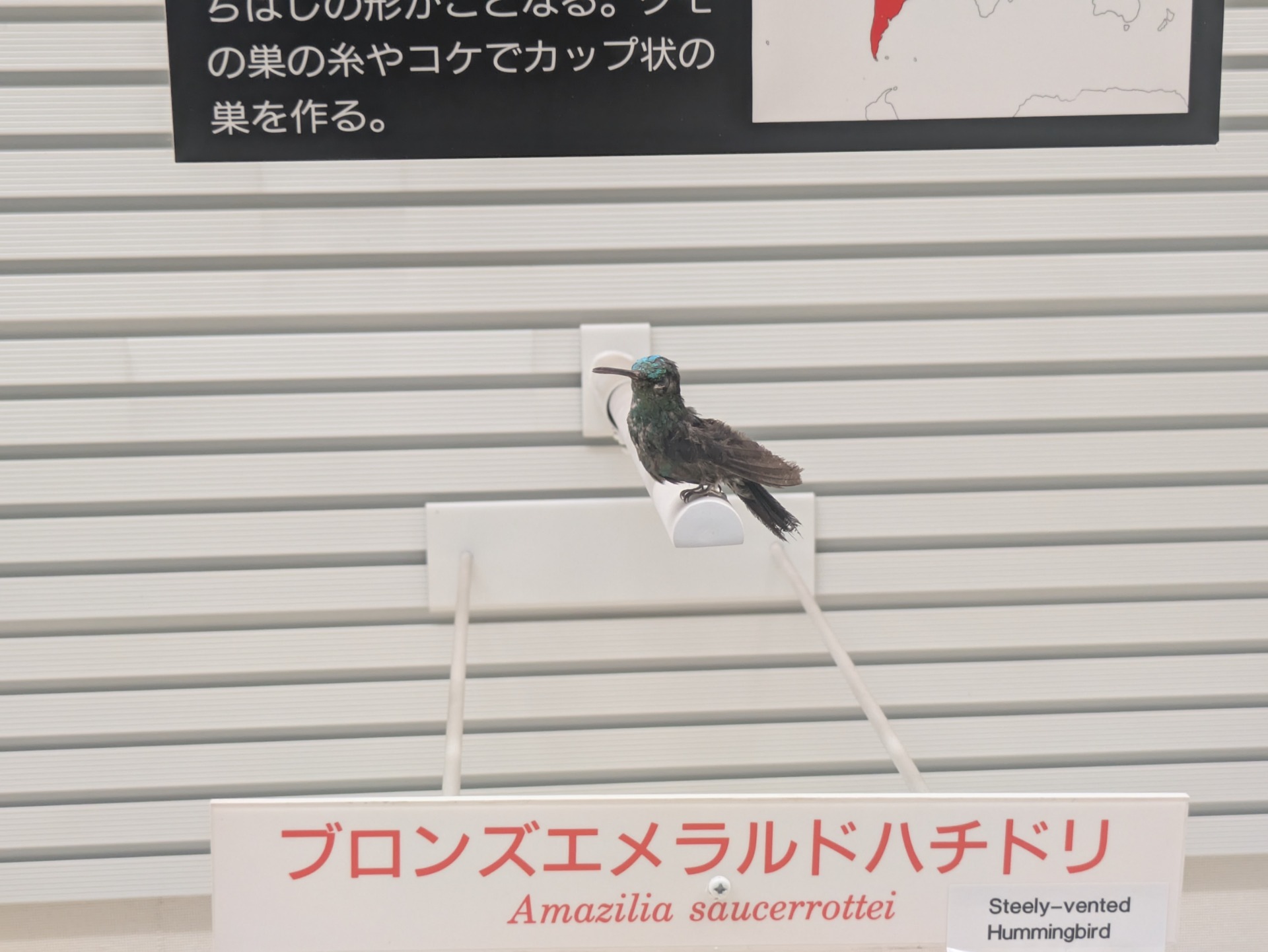 ブロンズエメラルドハチドリ / 撮影地: 我孫子市鳥の博物館の写真