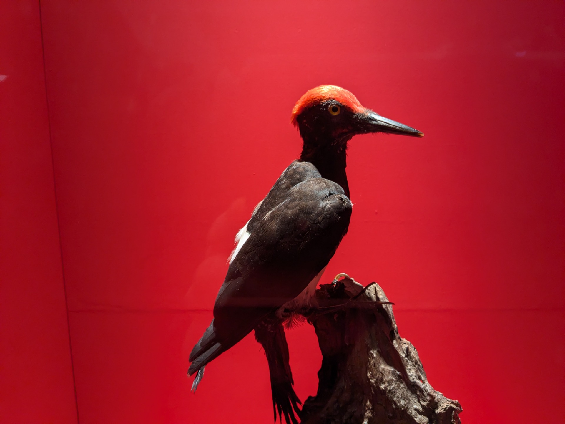 キタタキ / イベント: 鳥 ～ゲノム解析が解き明かす新しい鳥類の系統～の写真