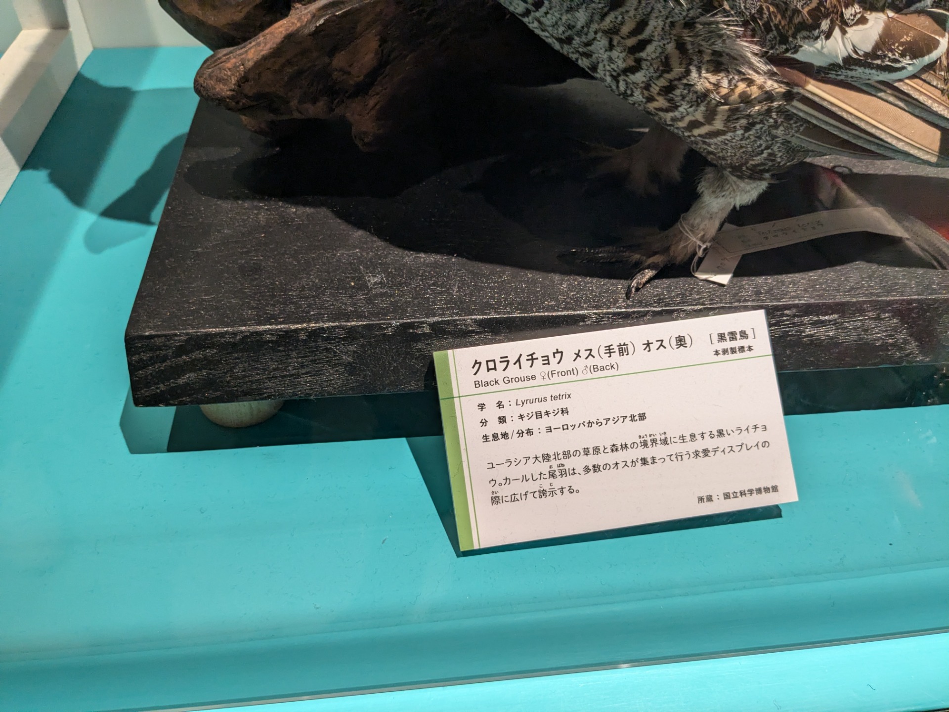 クロライチョウ / イベント: 鳥 ～ゲノム解析が解き明かす新しい鳥類の系統～の写真