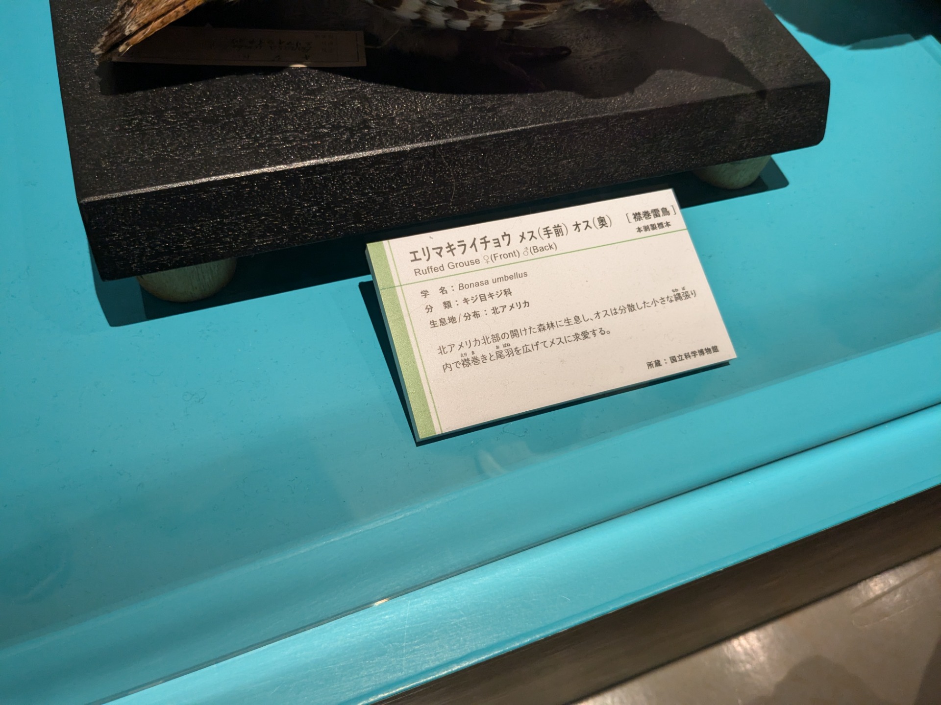 エリマキライチョウ / イベント: 鳥 ～ゲノム解析が解き明かす新しい鳥類の系統～の写真