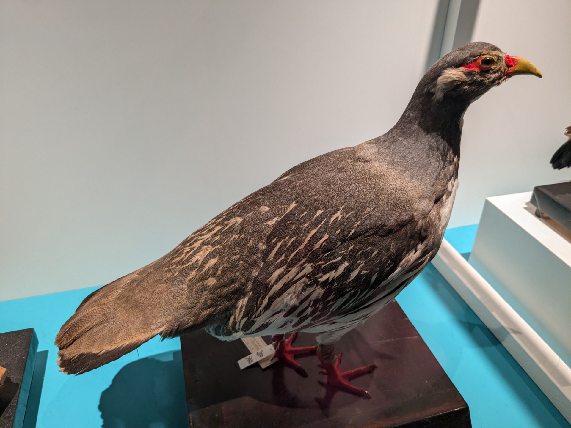 チベットセッケイ / イベント: 鳥 ～ゲノム解析が解き明かす新しい鳥類の系統～の写真
