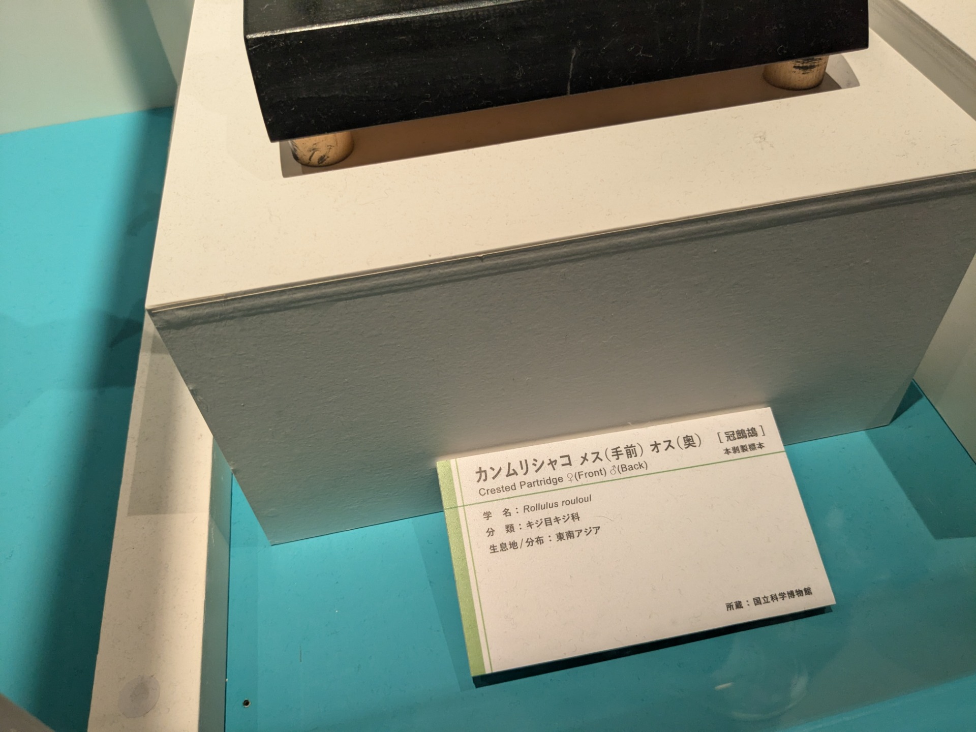 カンムリシャコ / イベント: 鳥 ～ゲノム解析が解き明かす新しい鳥類の系統～の写真