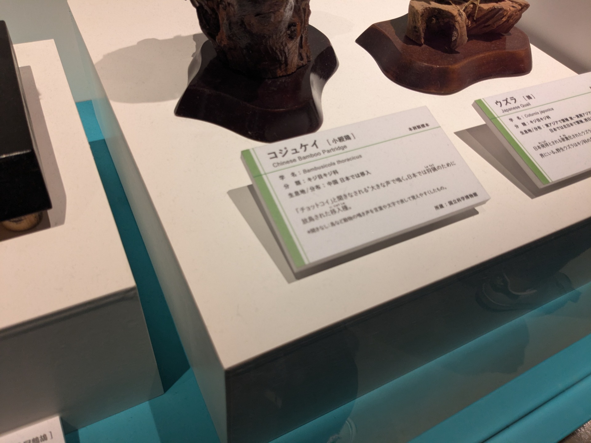 コジュケイ / イベント: 鳥 ～ゲノム解析が解き明かす新しい鳥類の系統～の写真