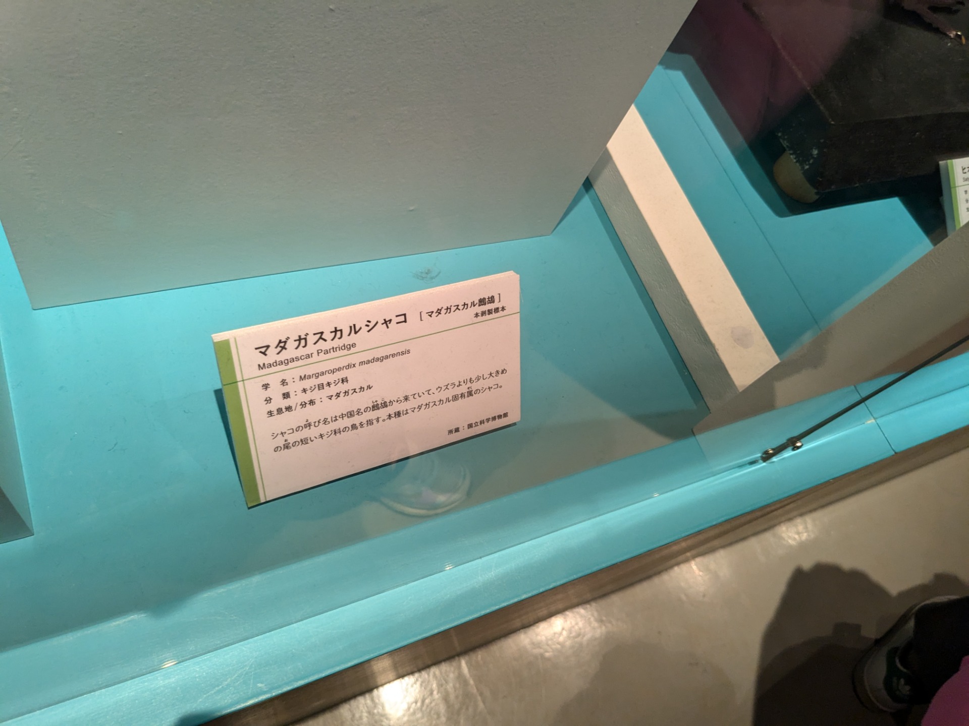 マダガスカルシャコ / イベント: 鳥 ～ゲノム解析が解き明かす新しい鳥類の系統～の写真