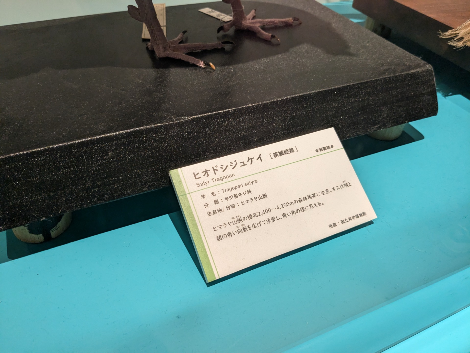 ヒオドシジュケイ / イベント: 鳥 ～ゲノム解析が解き明かす新しい鳥類の系統～の写真