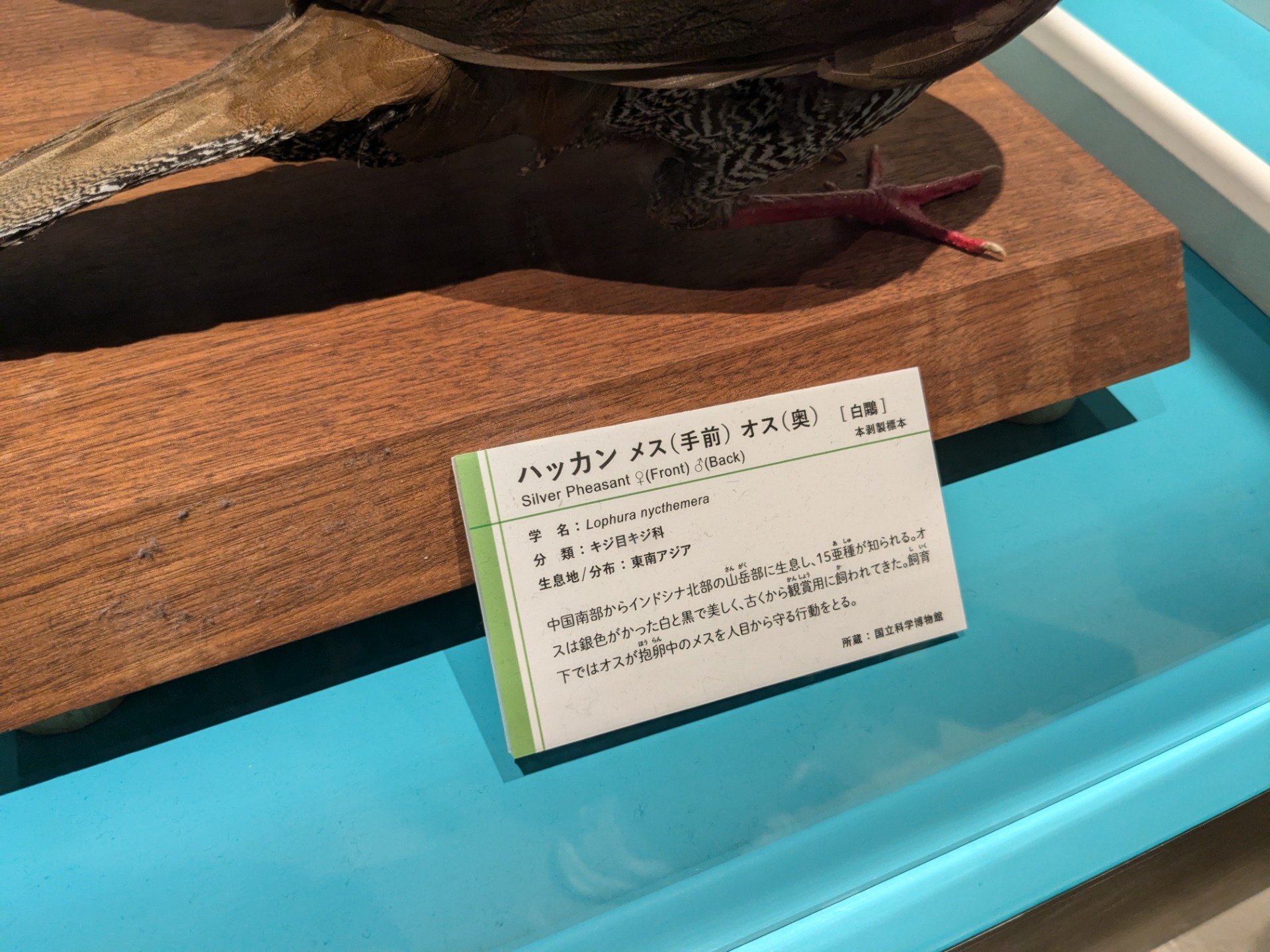ハッカン / イベント: 鳥 ～ゲノム解析が解き明かす新しい鳥類の系統～の写真