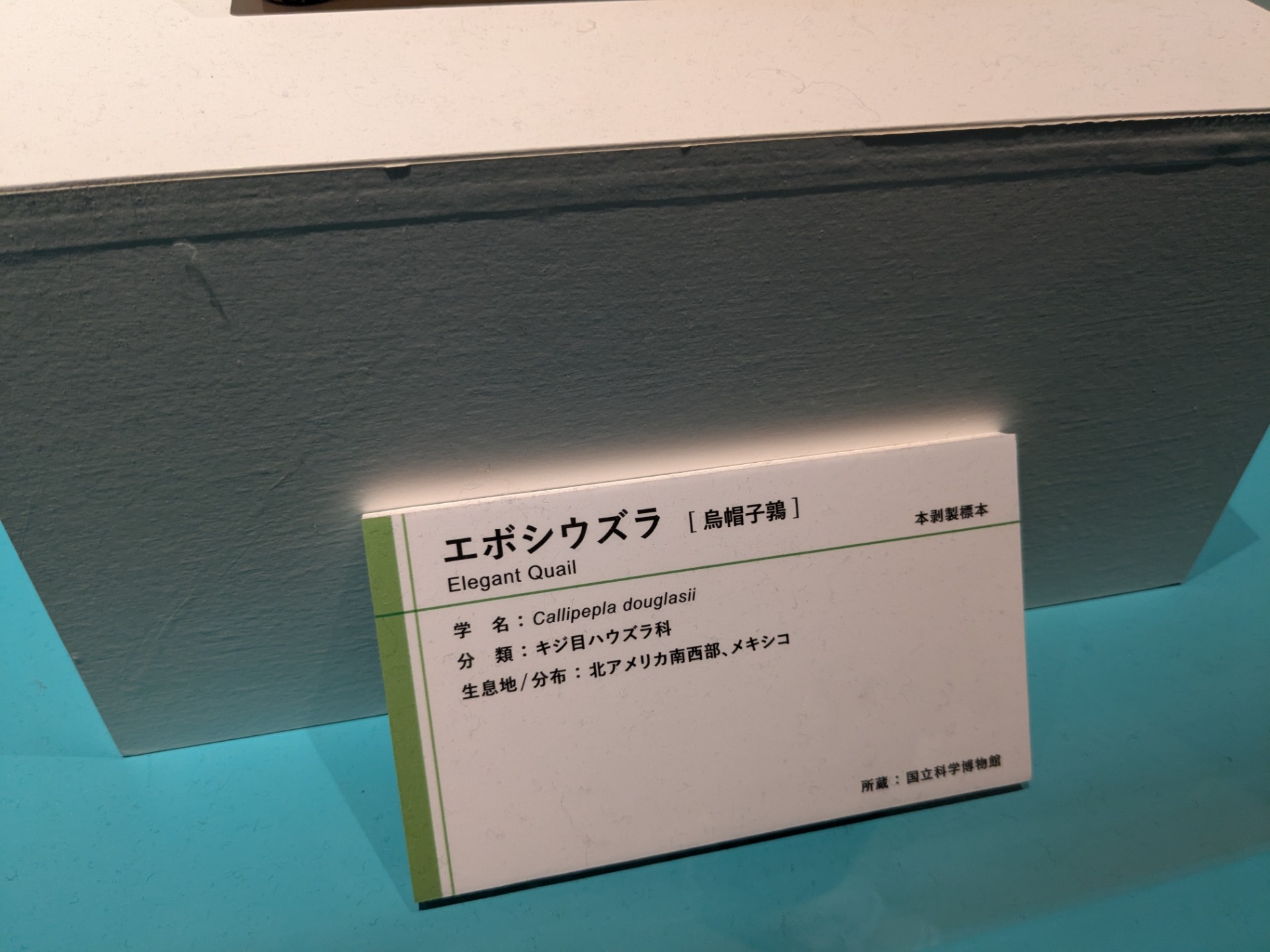 エボシウズラ / イベント: 鳥 ～ゲノム解析が解き明かす新しい鳥類の系統～の写真