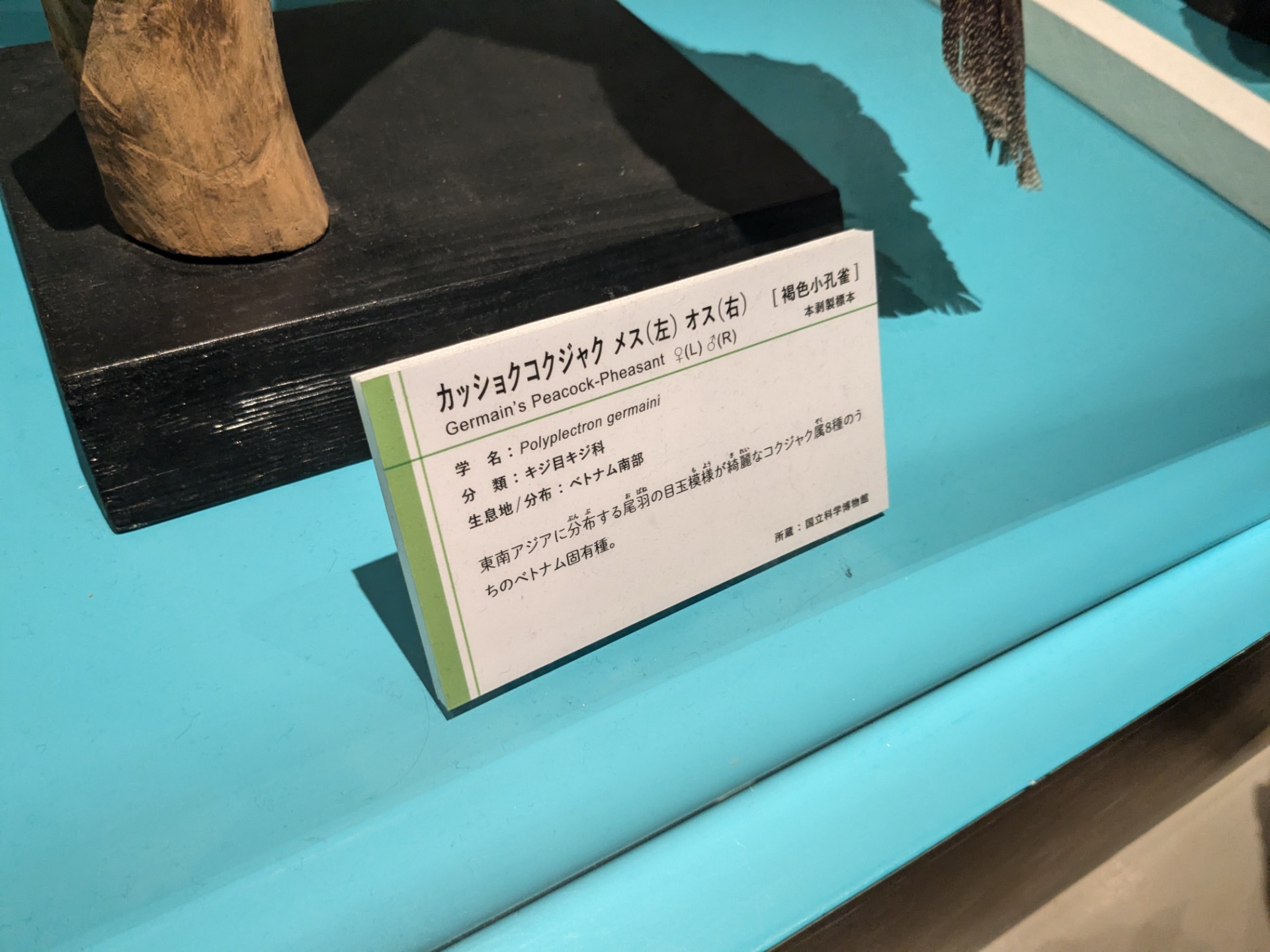 カッショクコクジャク / イベント: 鳥 ～ゲノム解析が解き明かす新しい鳥類の系統～の写真