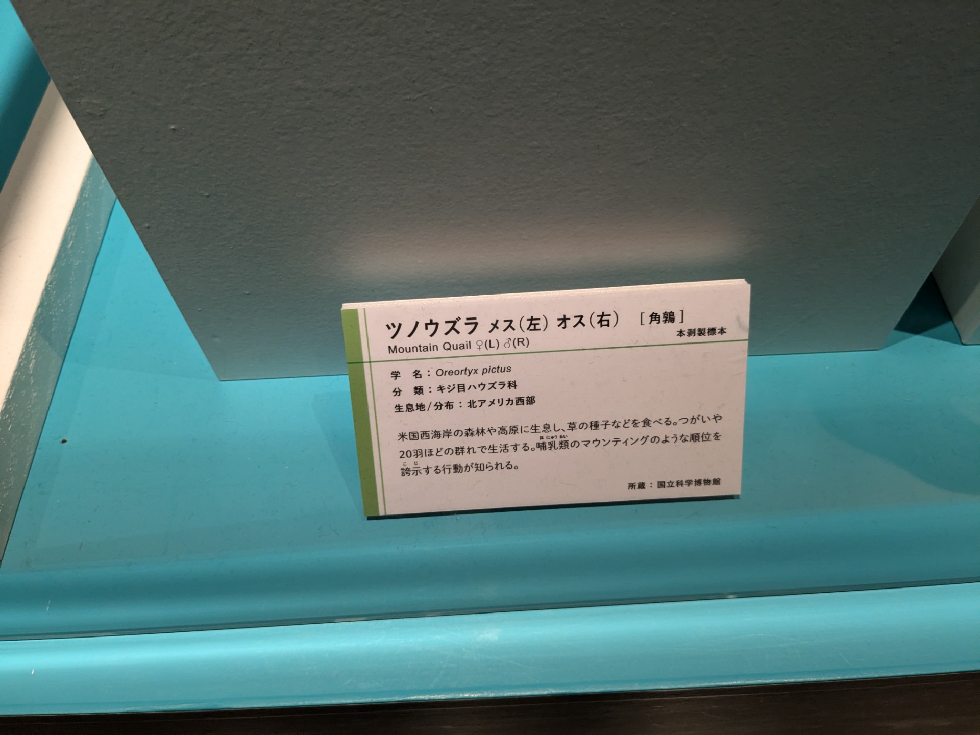 ツノウズラ / イベント: 鳥 ～ゲノム解析が解き明かす新しい鳥類の系統～の写真